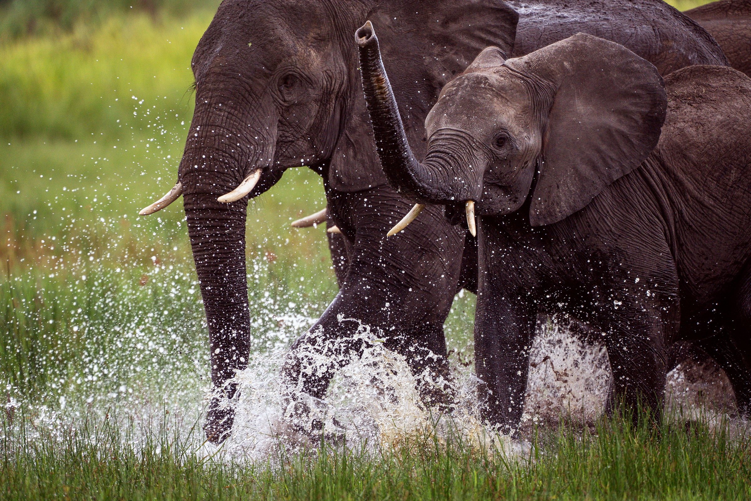 An elephant calf and adult splashing water in Botswana