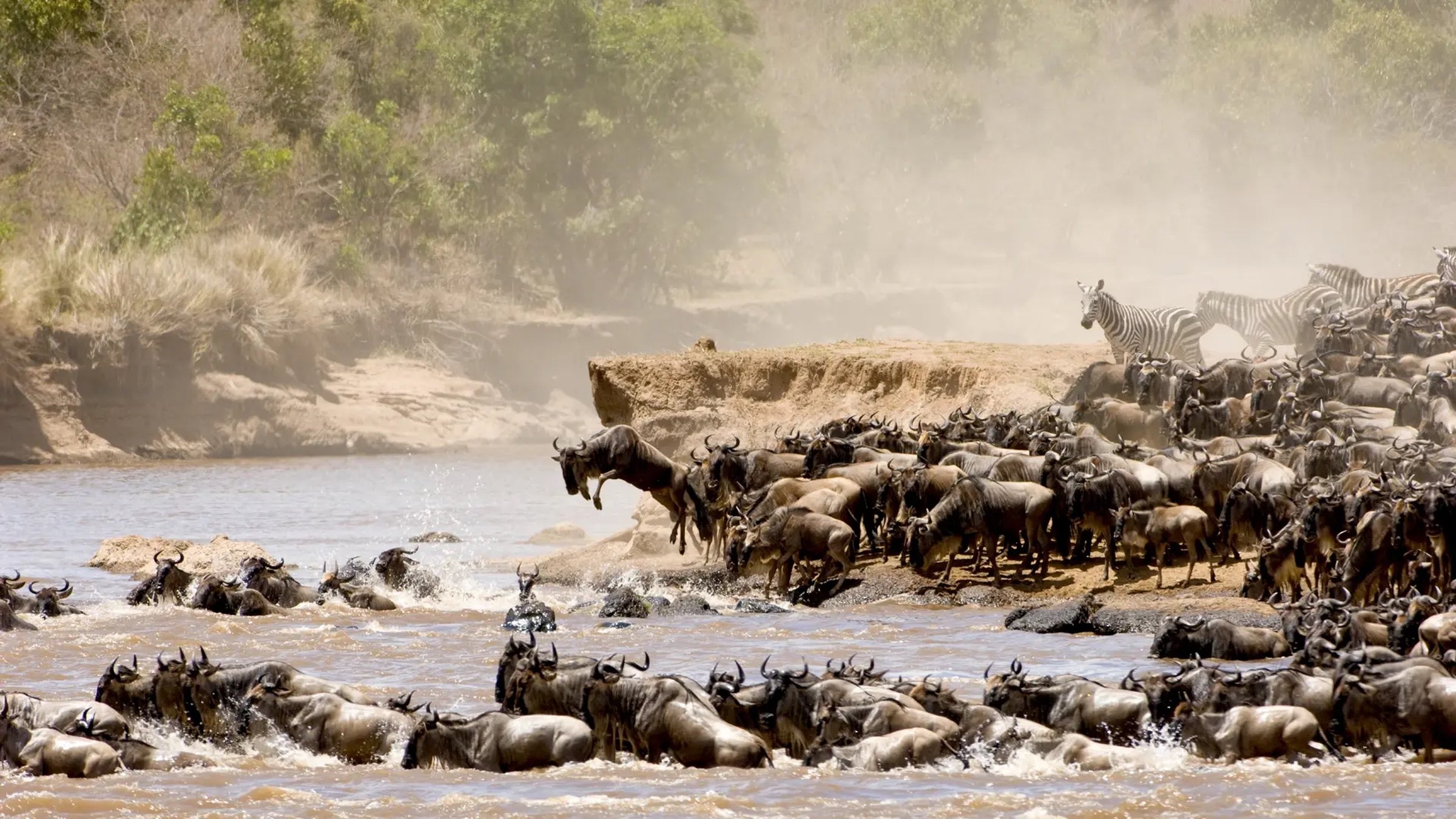 Wildebeest and zebra entering a river during the Great Migration