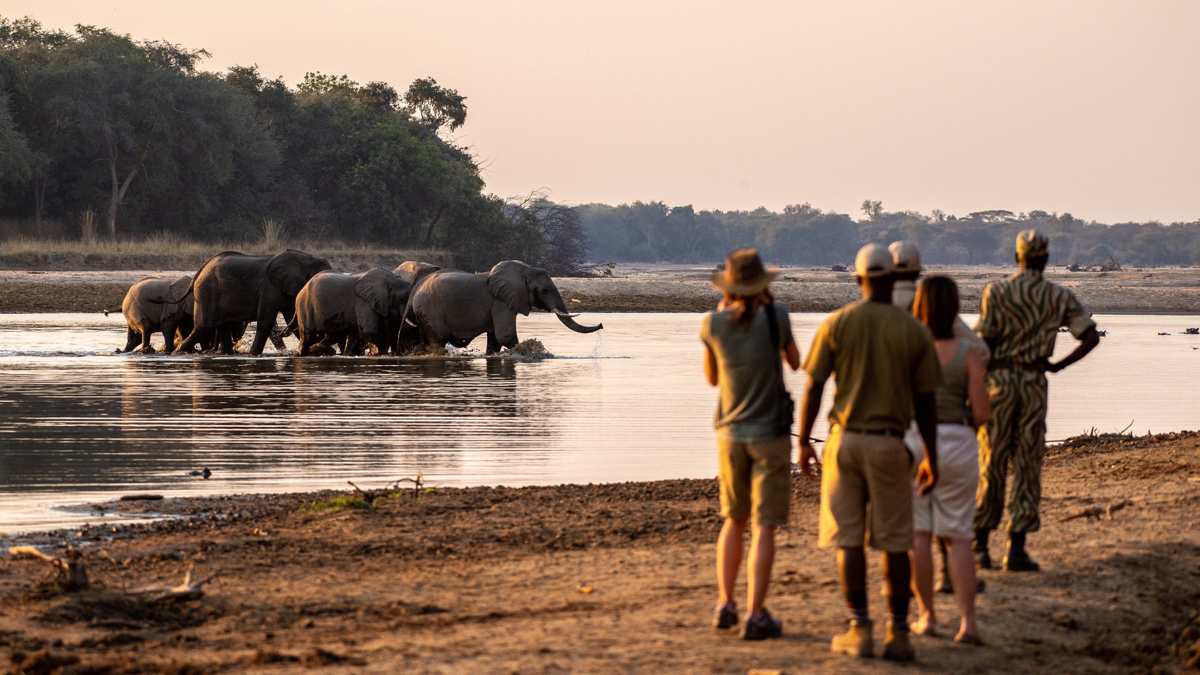 Guests and guides watching elephants cross a river during a walking safari