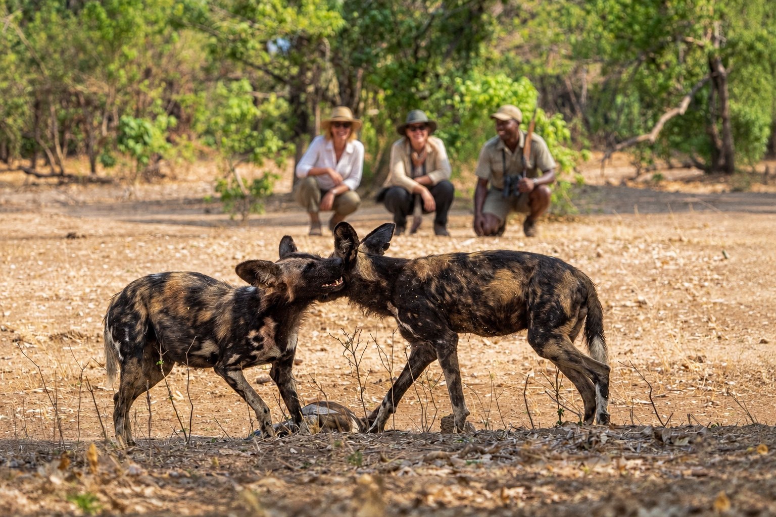 African wild dogs in the foreground with safari guests and their guide observing behind them