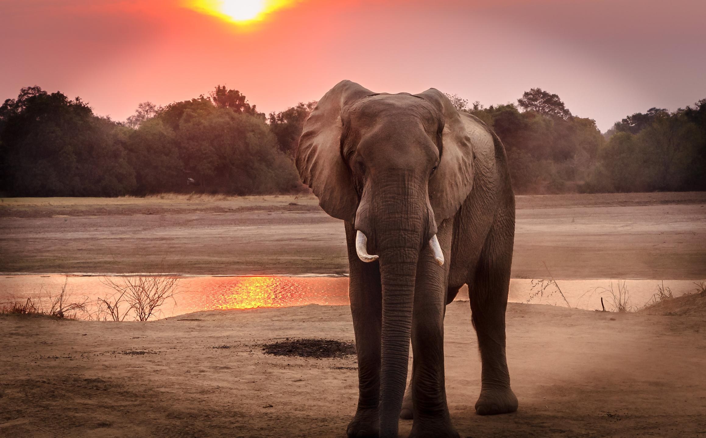 Expansive African wilderness at sunset with elephant and a calm sense of space
