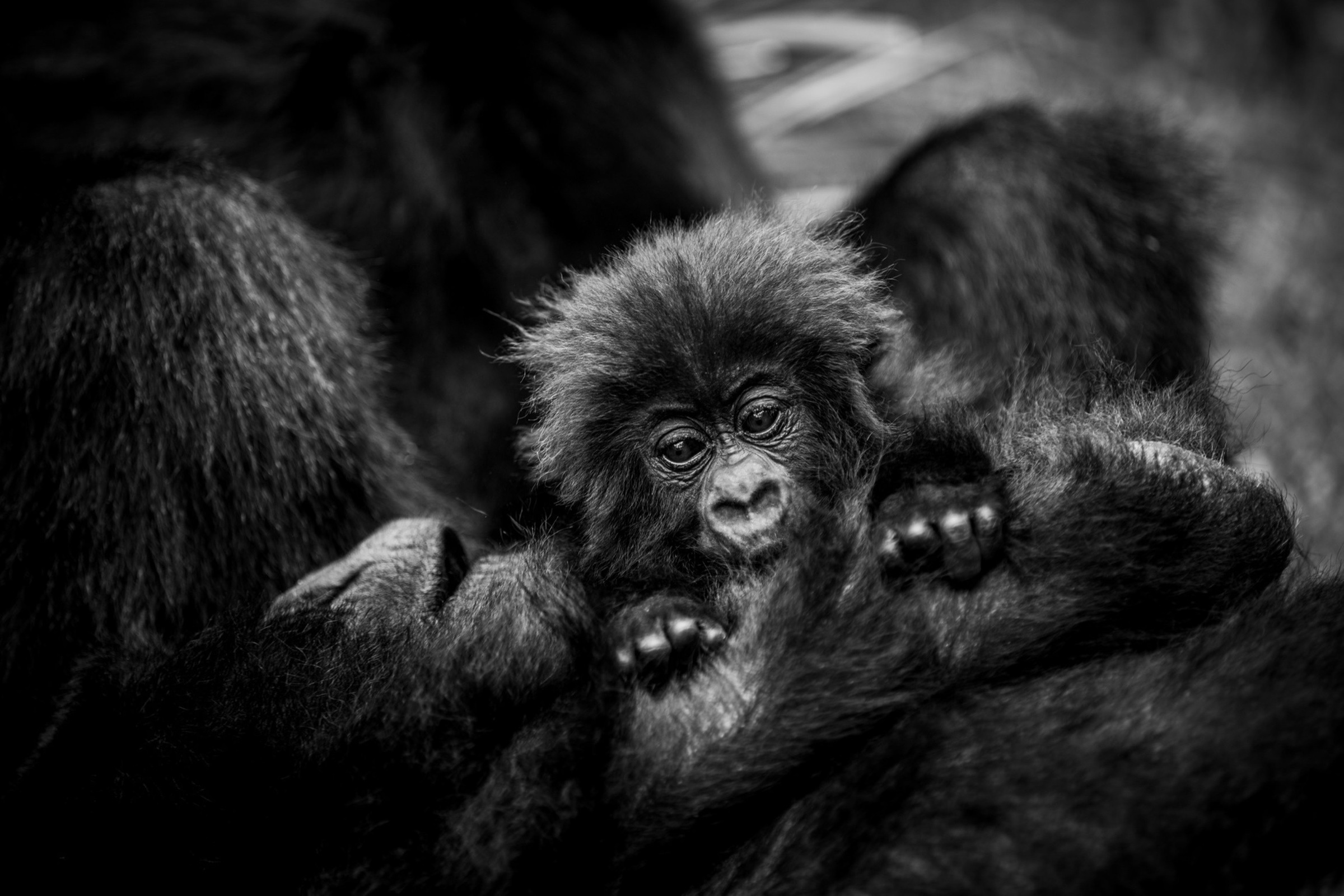 Black-and-white photograph of a young gorilla held against an adult gorilla in Rwanda