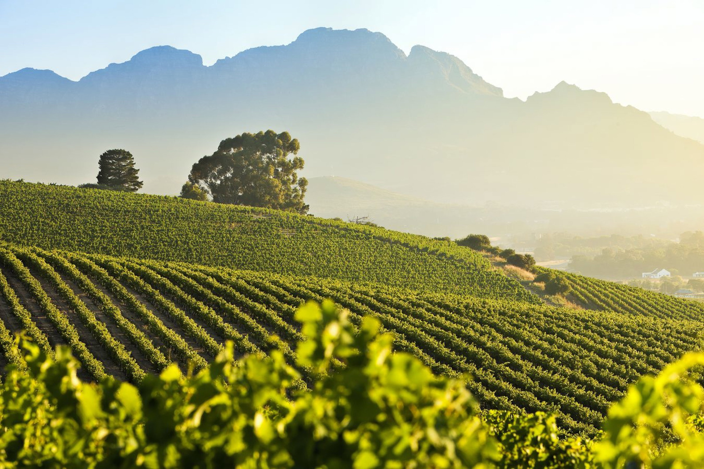 Vineyard rows beneath mountains in South Africa’s Cape Winelands
