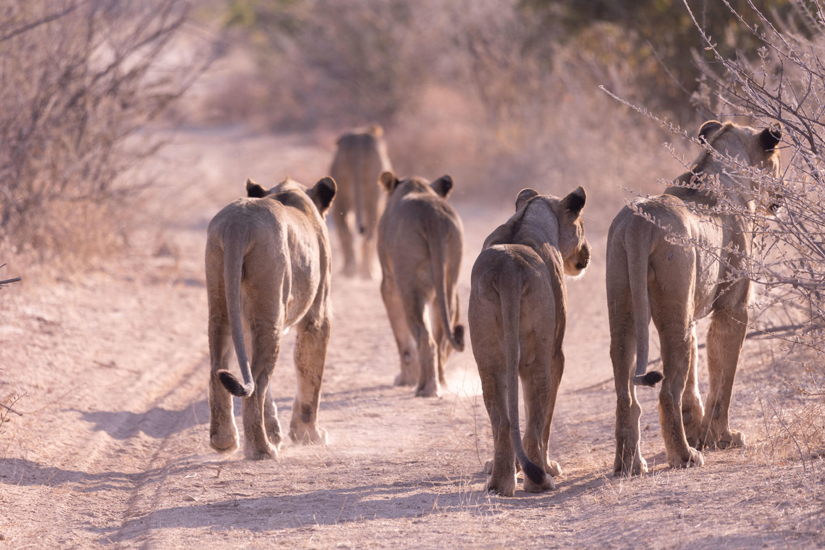 Final safari atmosphere at Little Ongava