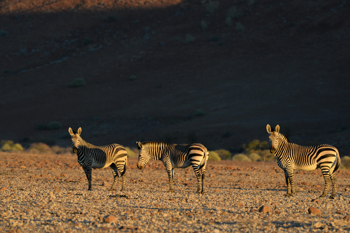 Damaraland landscape and wildlife