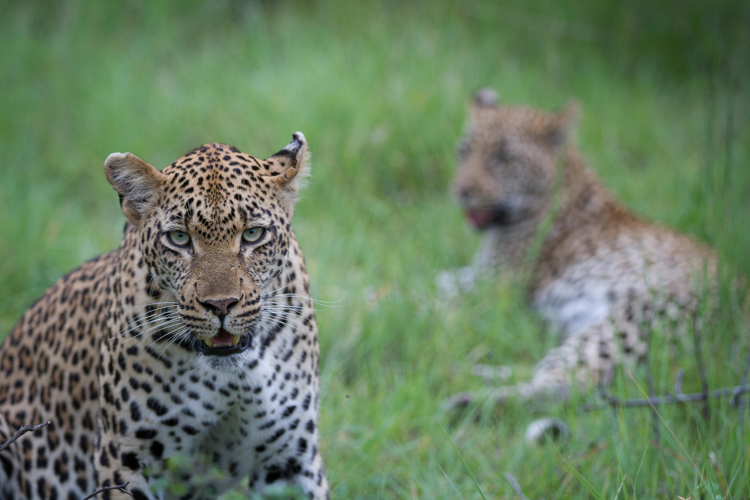Leopard and cub at Londolozi