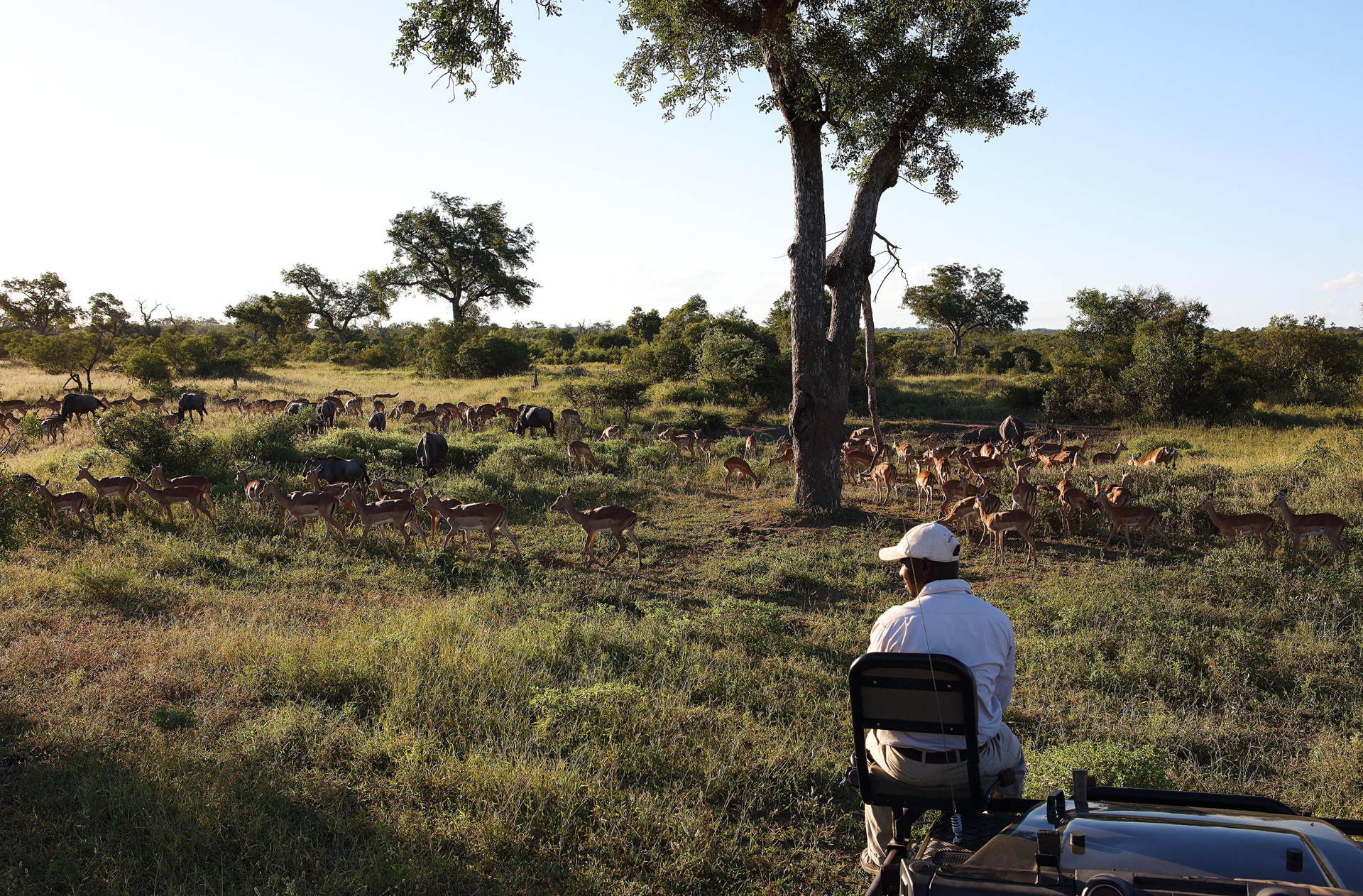 Private safari drive at Londolozi