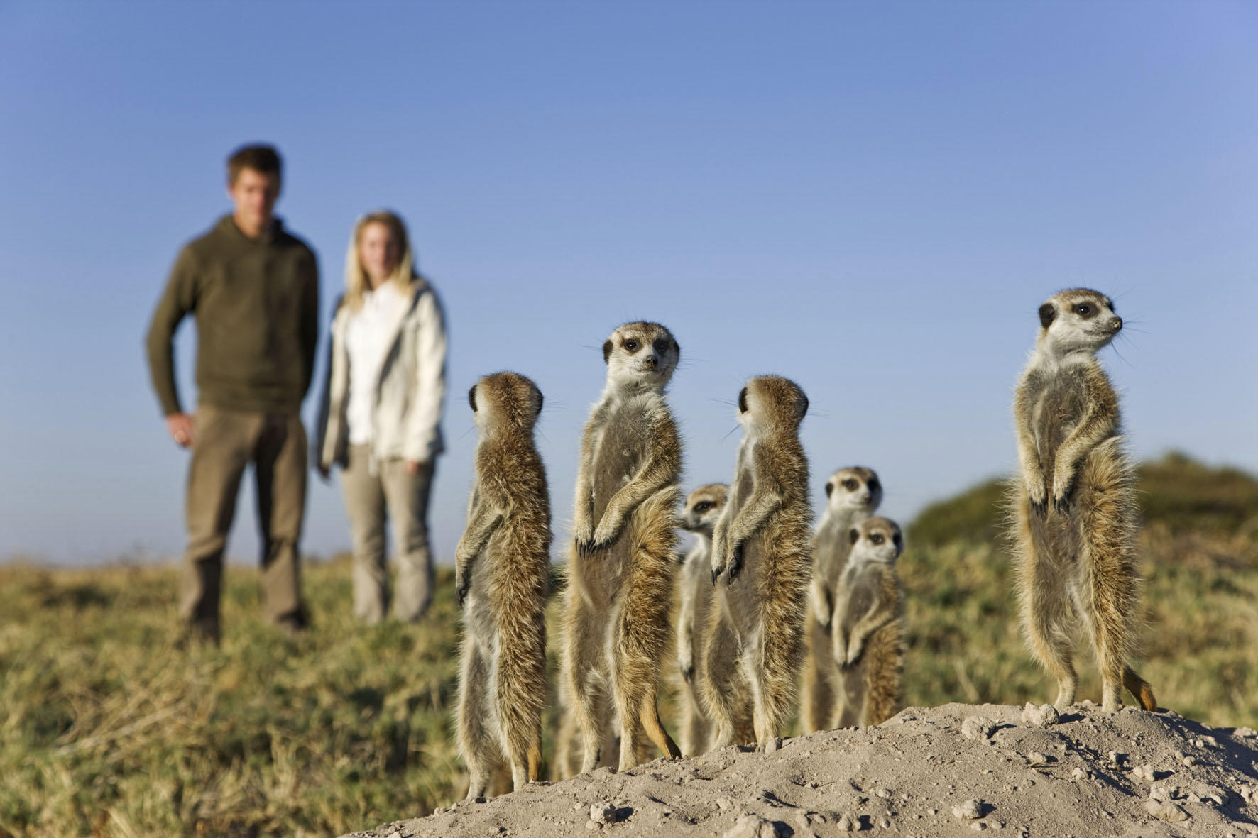 Meerkat encounter in the Makgadikgadi