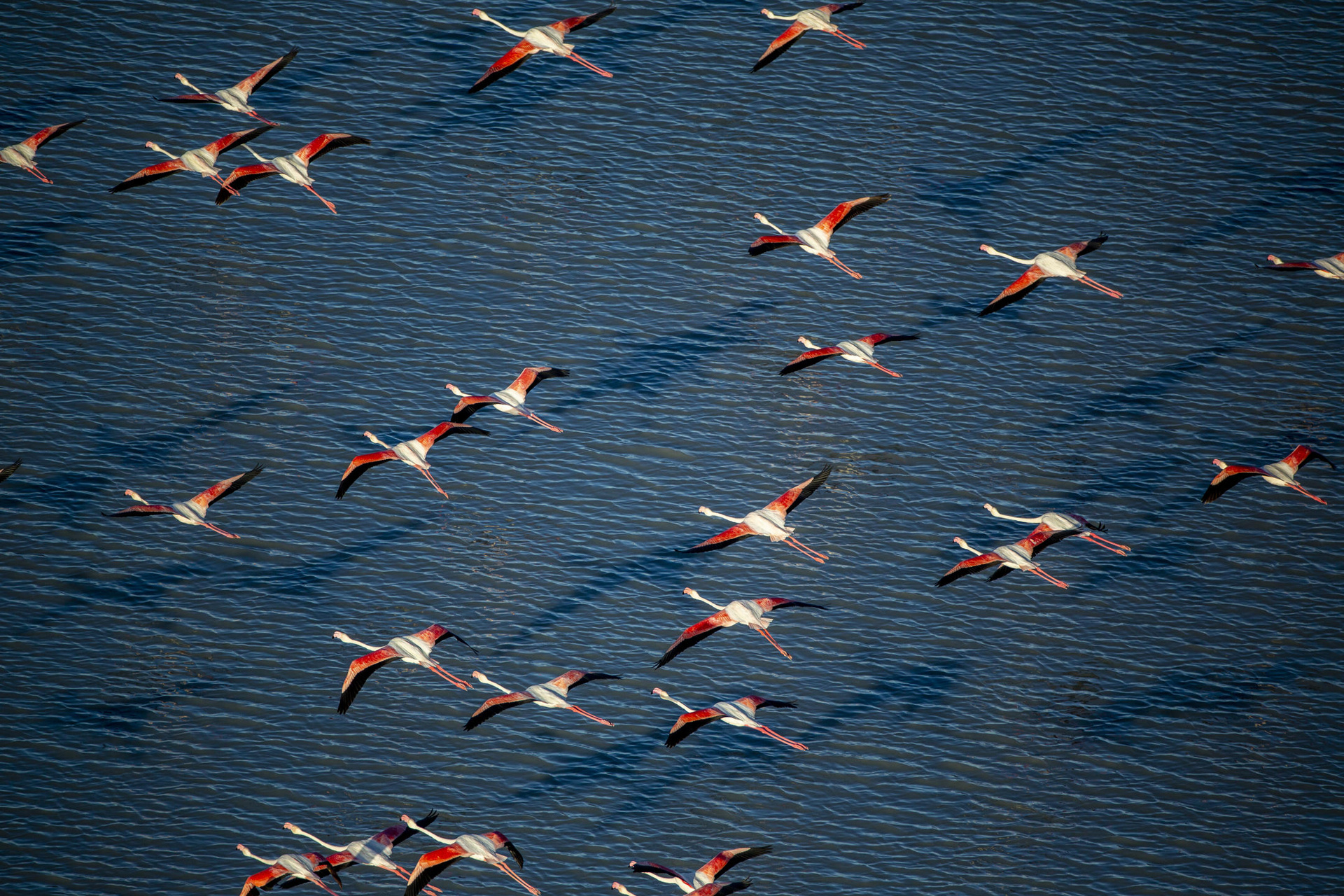 Birdlife over Delta water