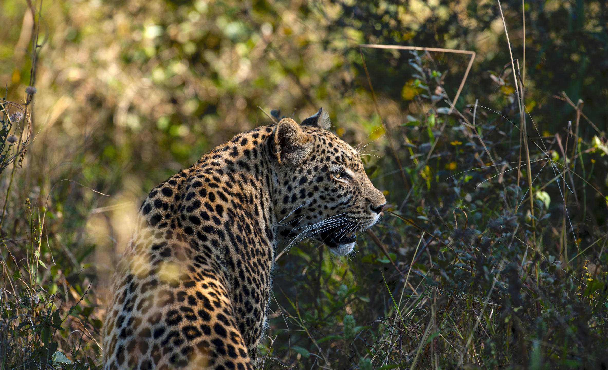 Leopard in the Okavango Delta