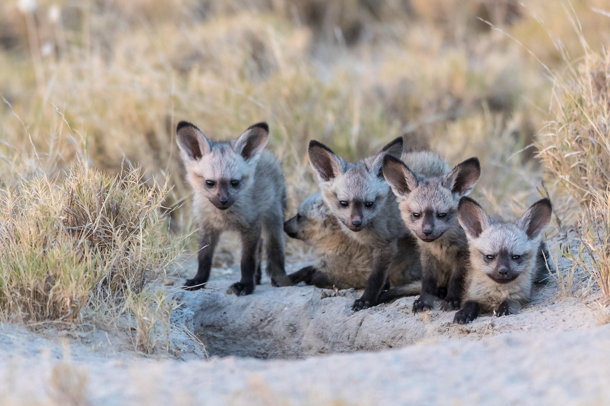 Wild dogs resting in the Delta grass