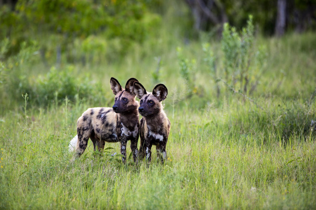 Wild dogs in the Okavango Delta