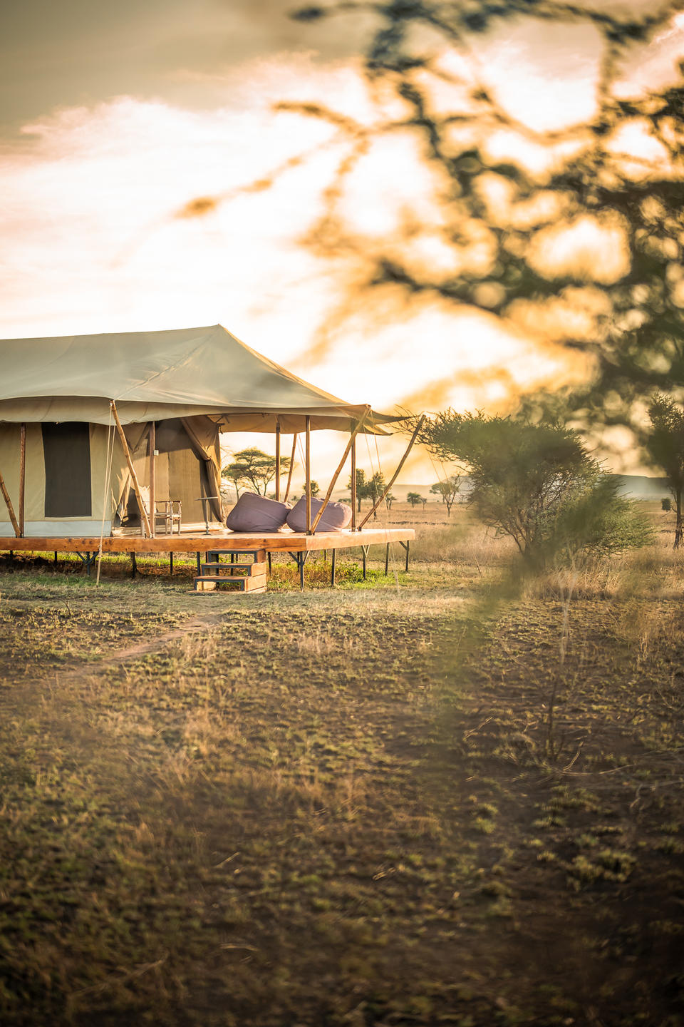 Serengeti plains at golden hour