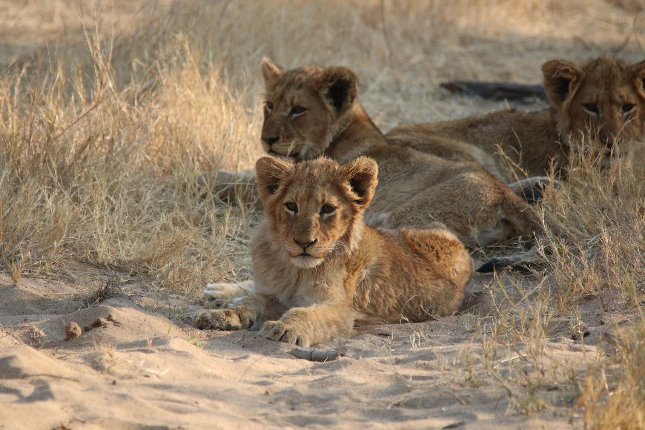 Wildlife experience in Greater Kruger