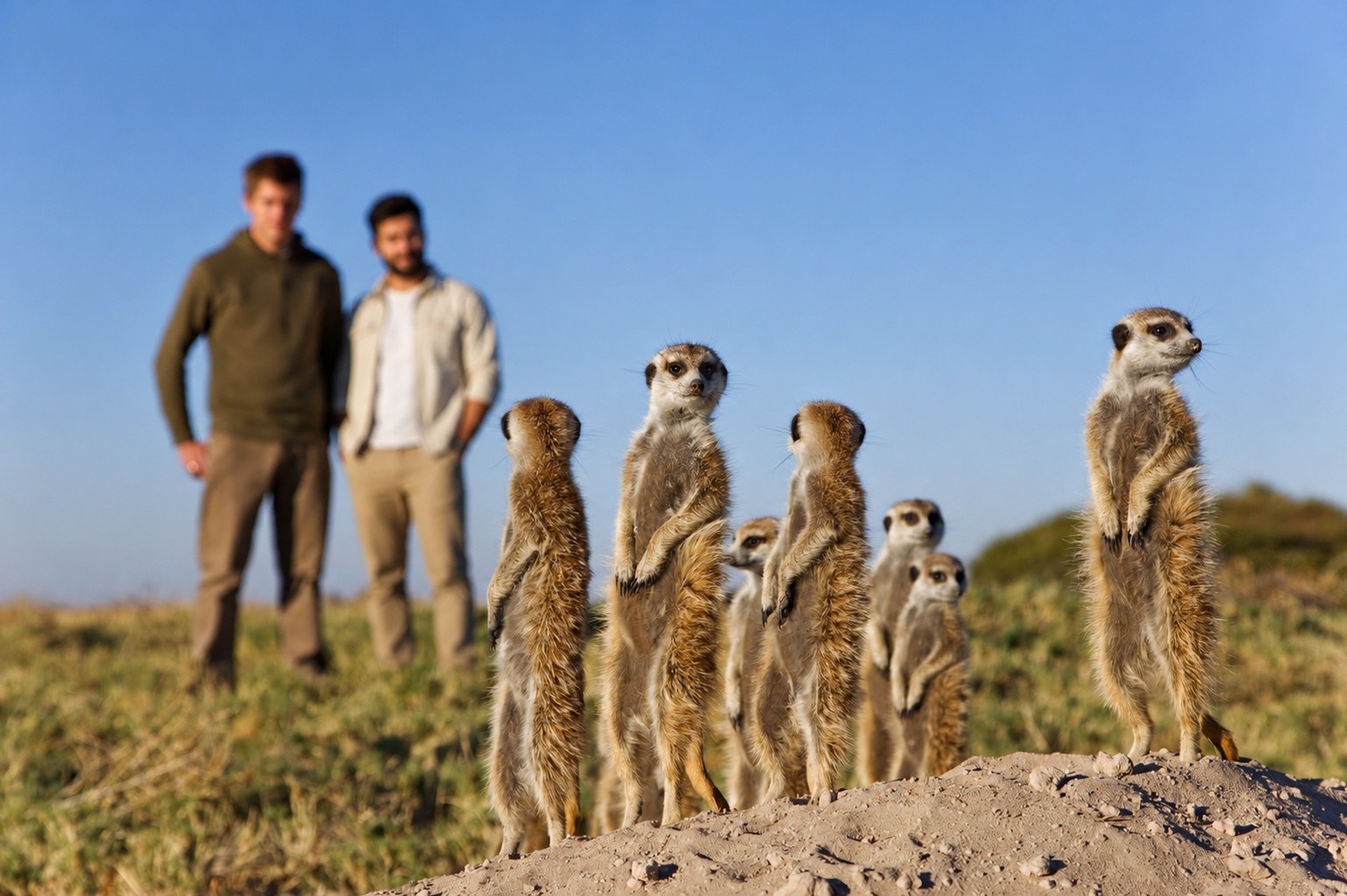 Travellers watching meerkats in Botswana’s Kalahari landscape.