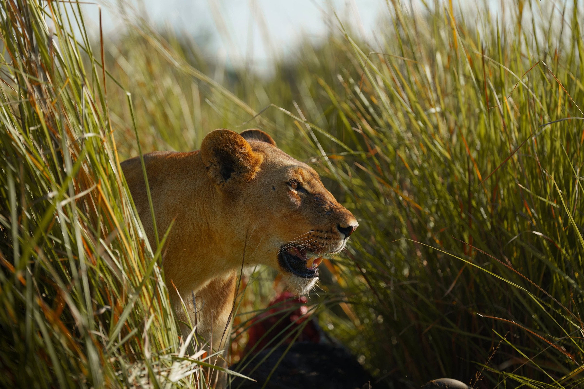 Lioness moving through tall grass in Botswana.