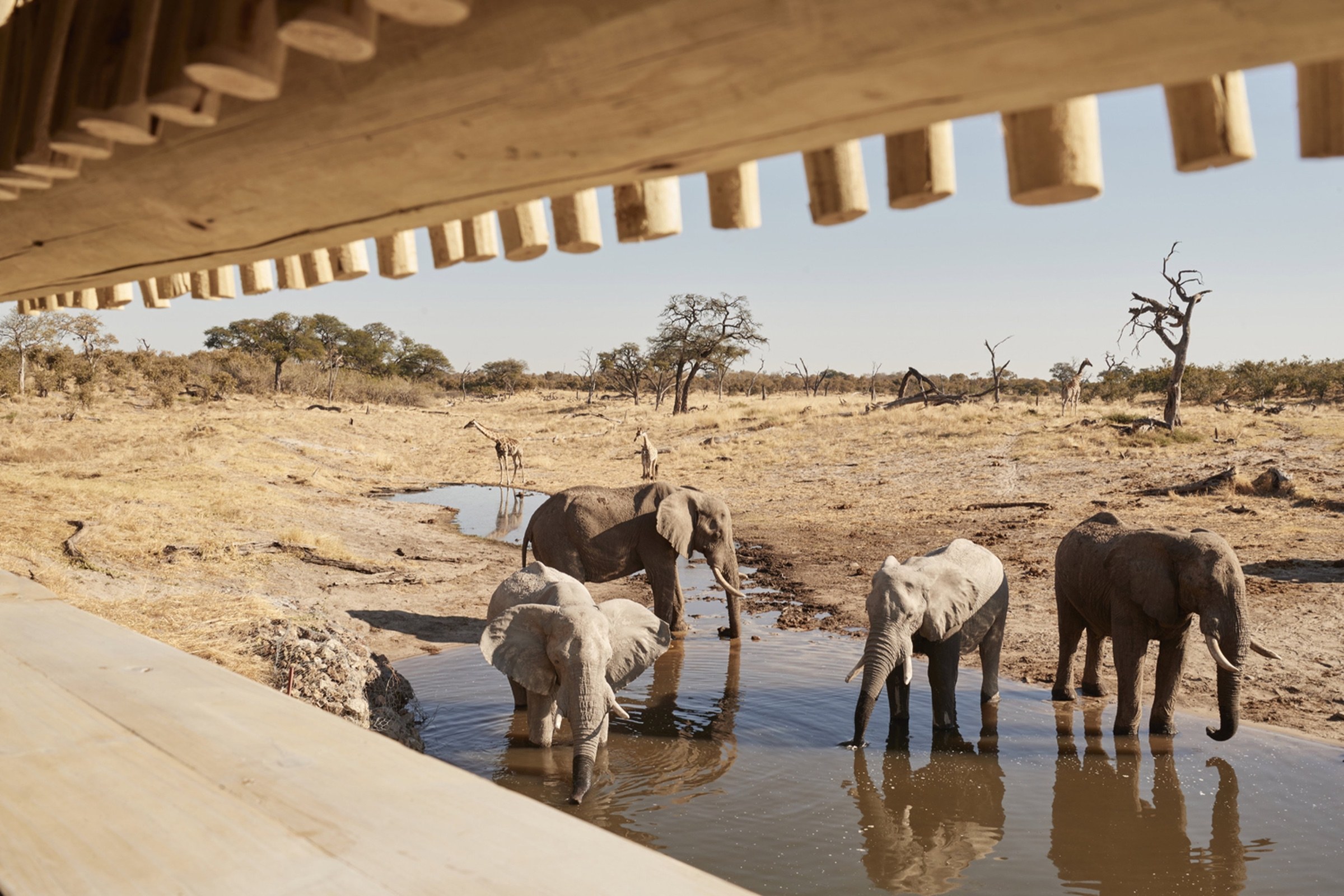 Elephants gathering at a waterhole in Botswana’s dry northern wilderness.