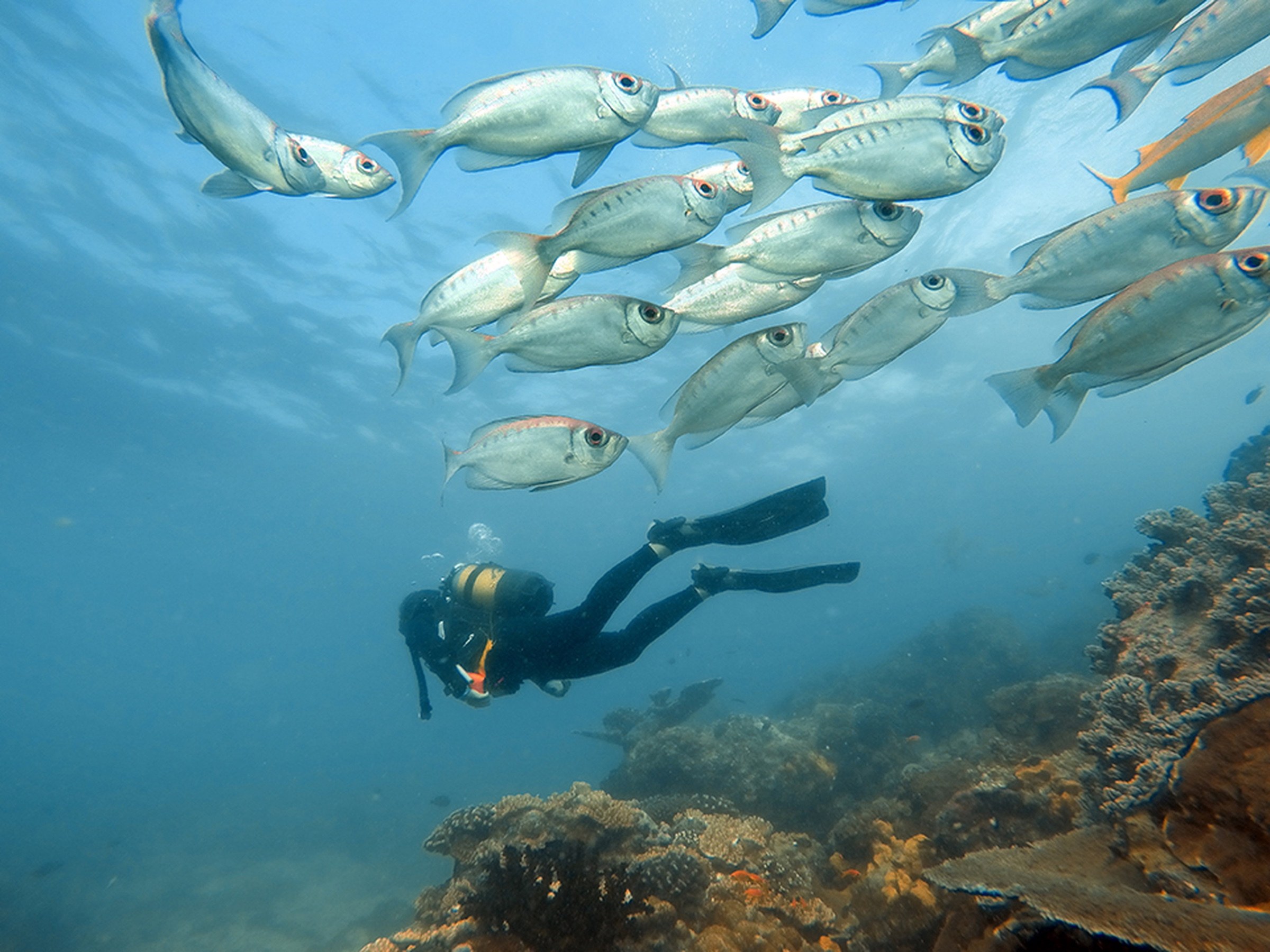 A scuba diver exploring a coral reef surrounded by fish in Mozambique.