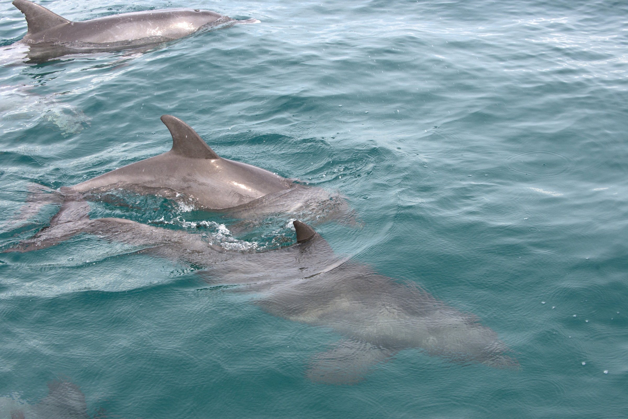 Dolphins swimming in the warm Indian Ocean waters of Mozambique.