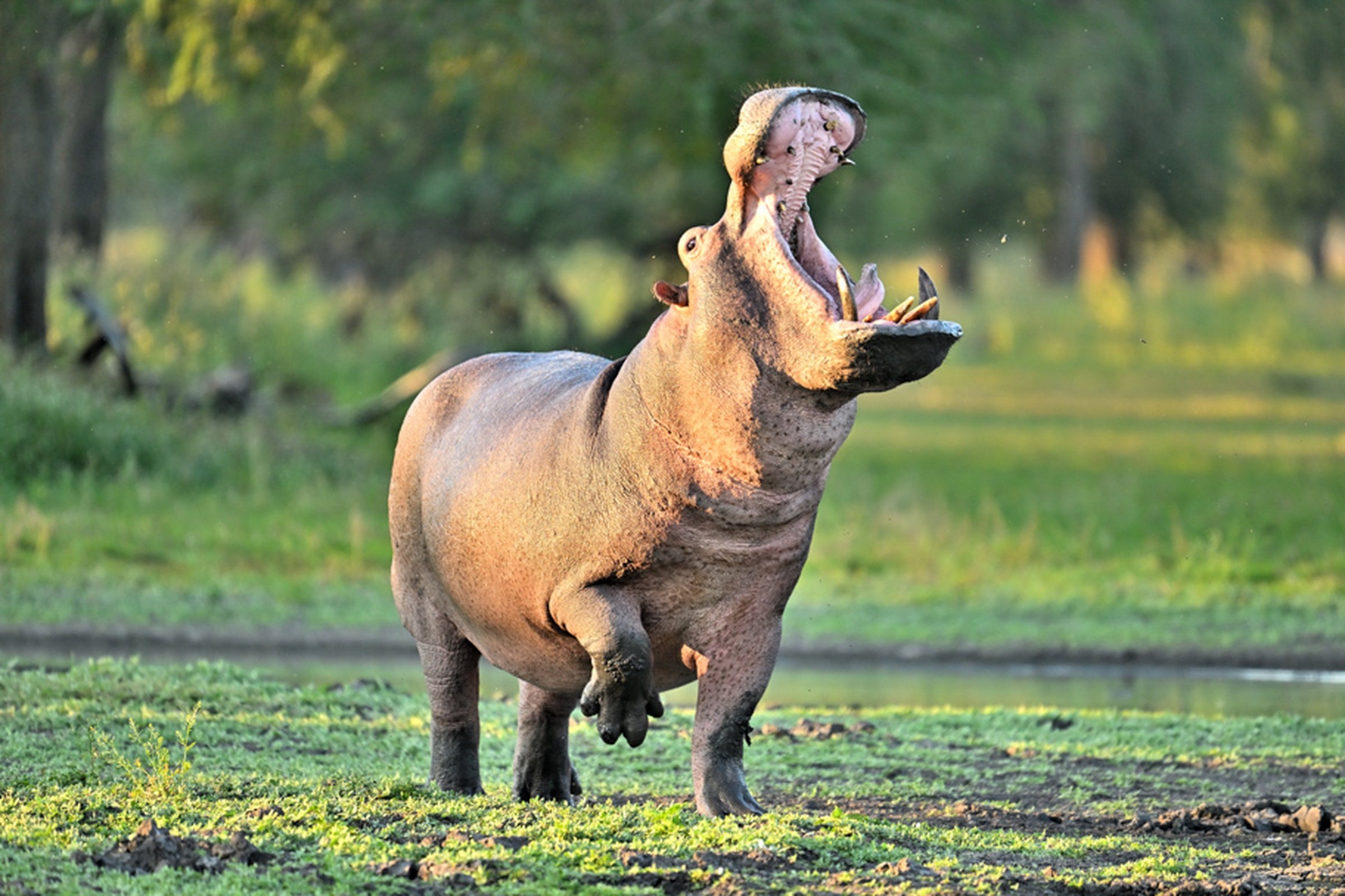 A hippopotamus in the wetlands of Gorongosa National Park, Mozambique.