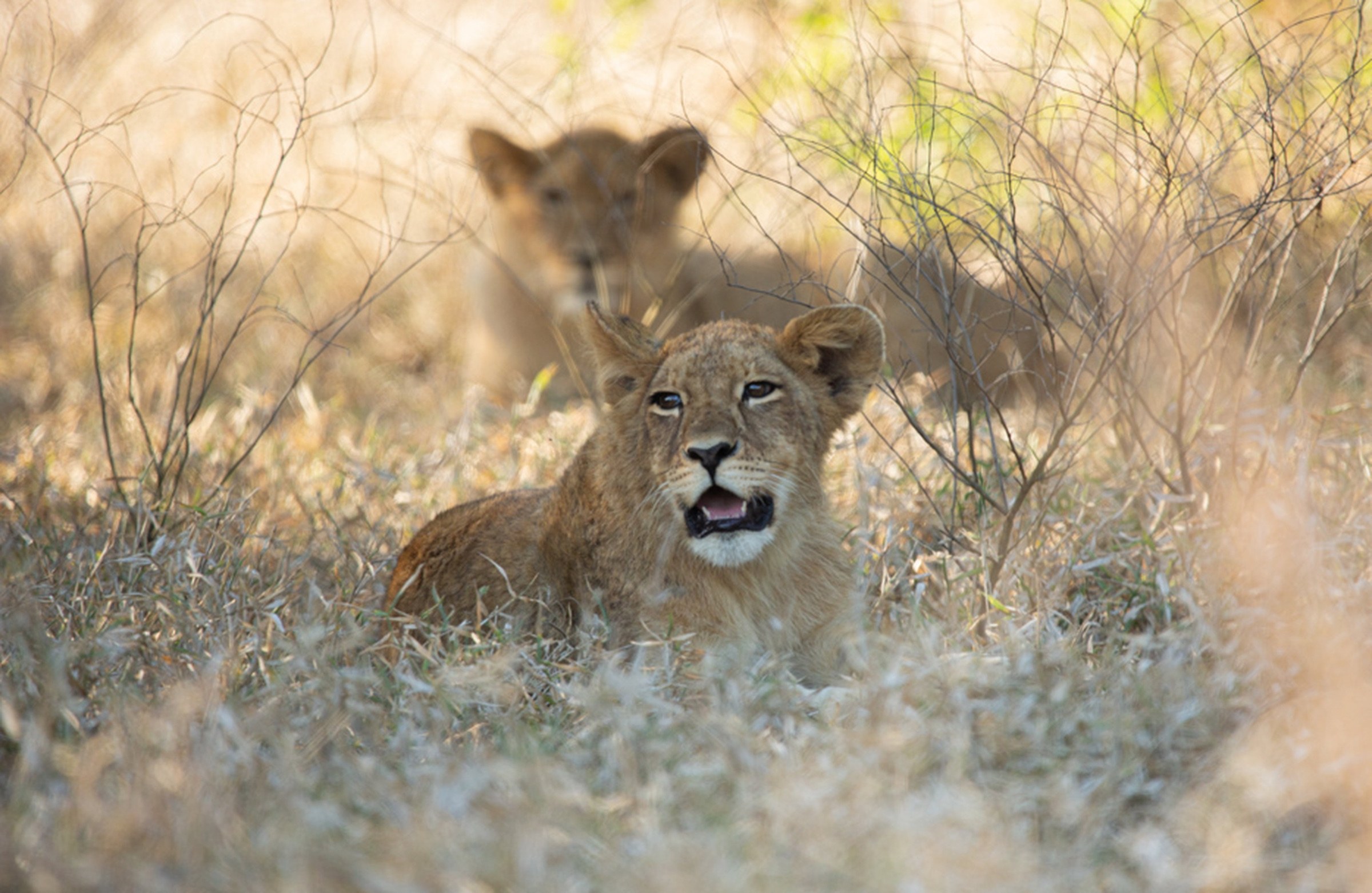 A young lion in Gorongosa National Park, Mozambique.