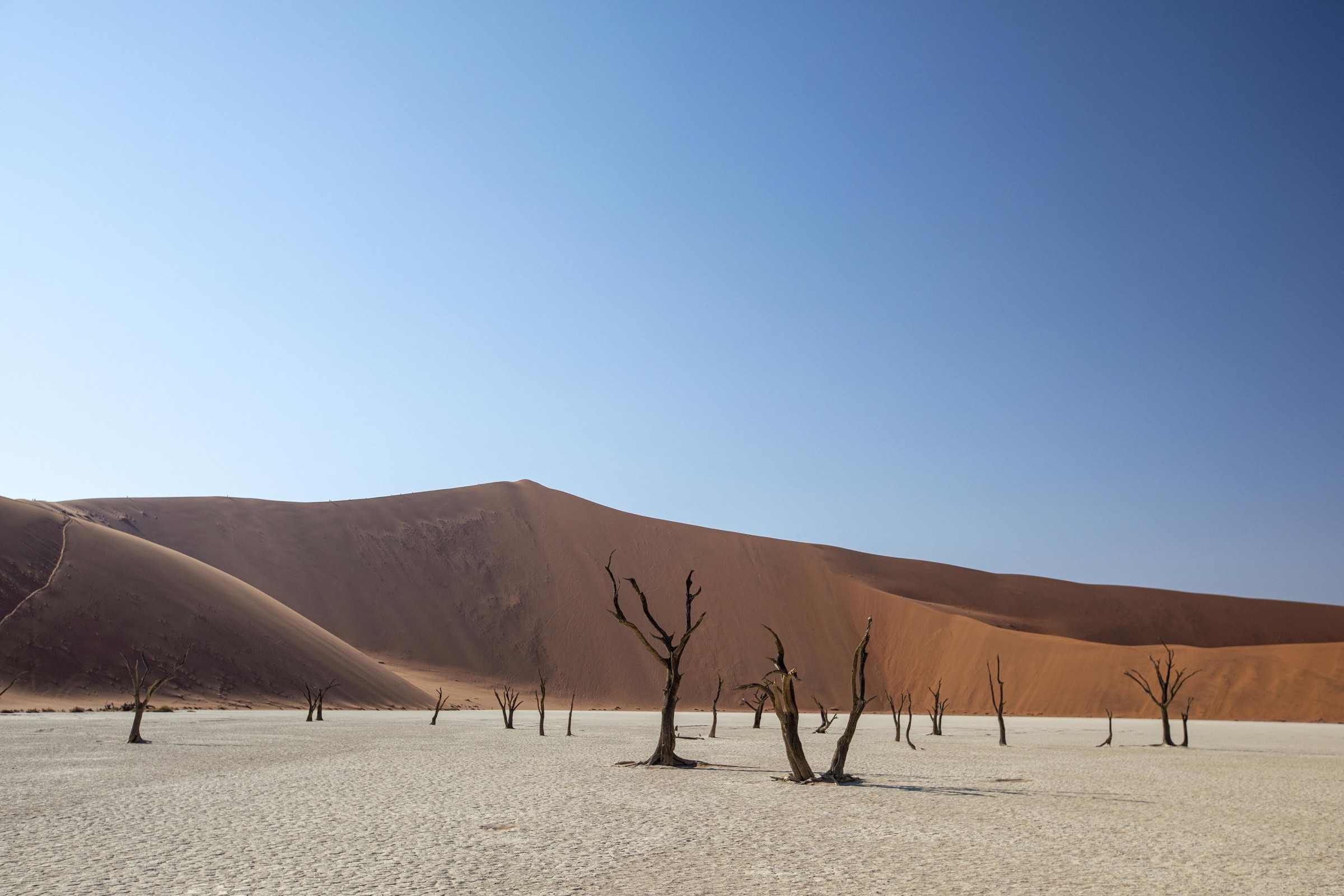 Dead trees on Deadvlei’s pale pan beneath red dunes and a blue sky in Namibia