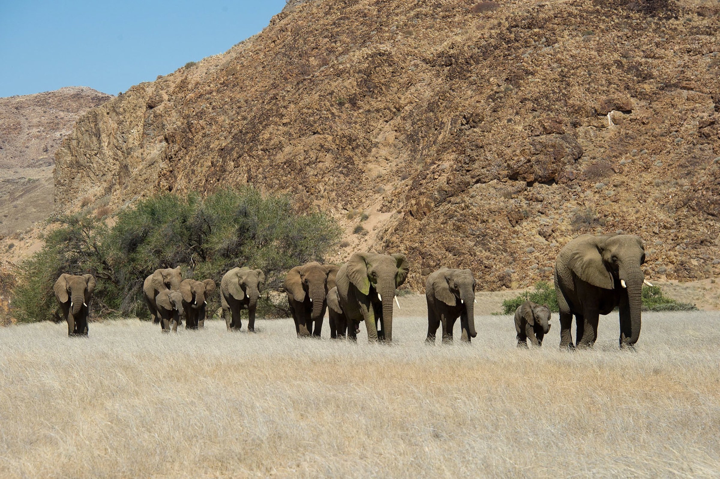 Elephant family walking beneath rocky slopes in Damaraland