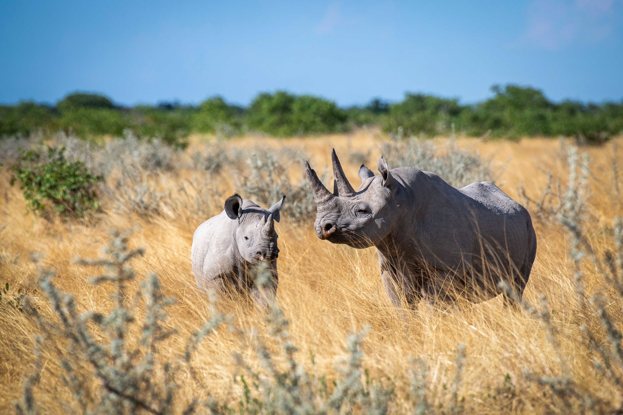 Adult black rhino and calf standing in golden grass in Namibia