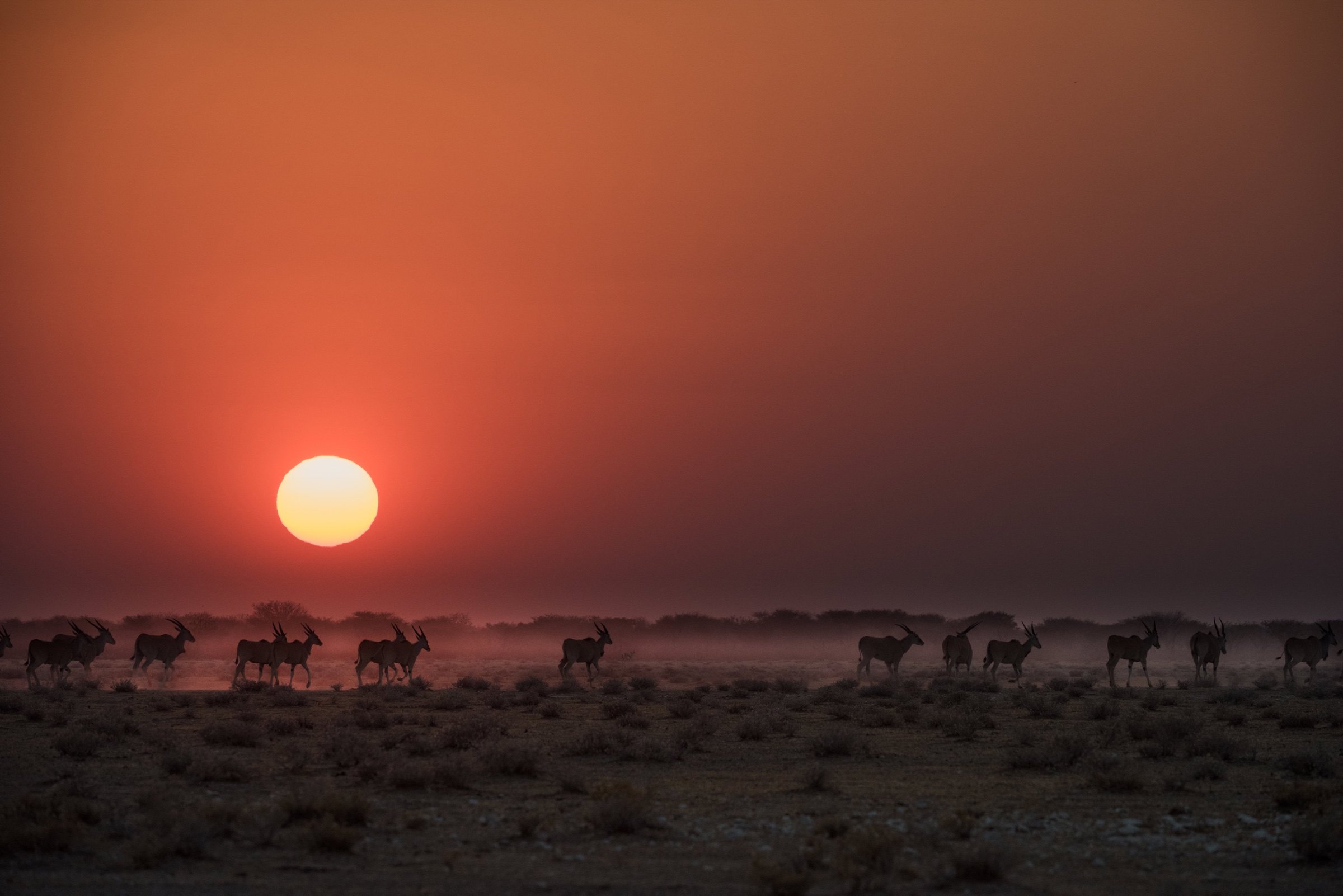 Oryx crossing the Etosha plains beneath a red sunset