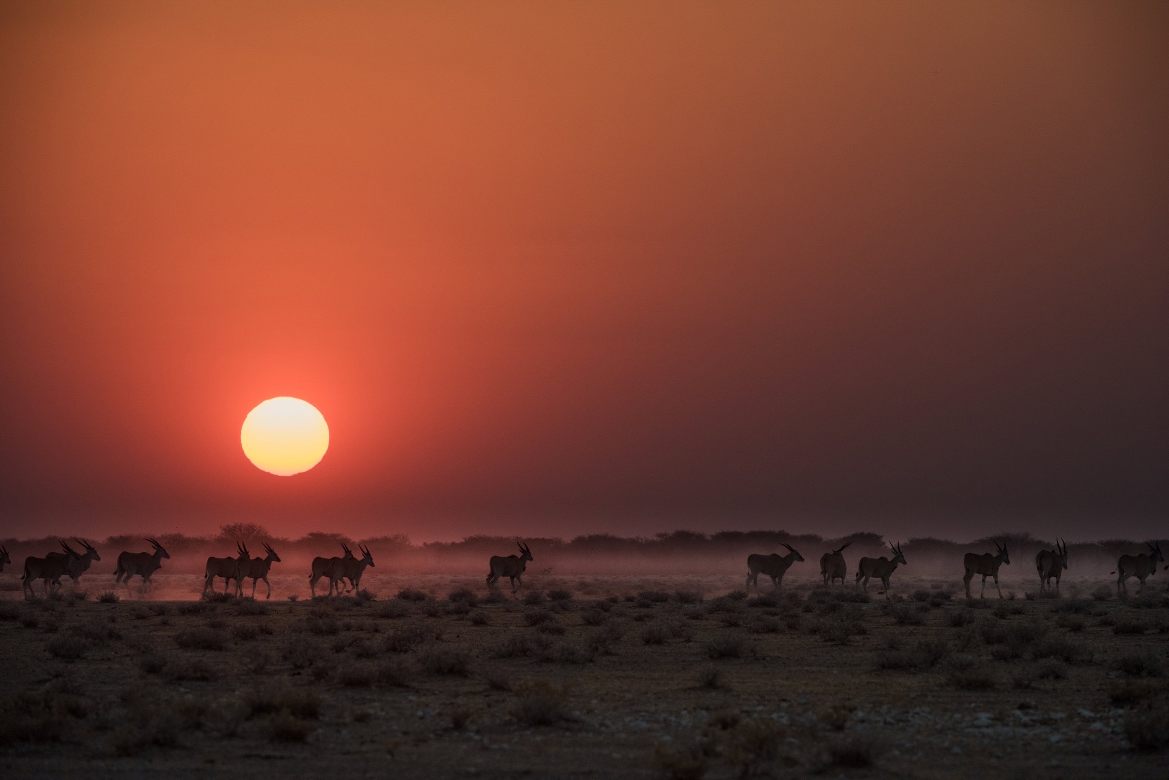 Oryx moving across dusty plains at sunset in Etosha