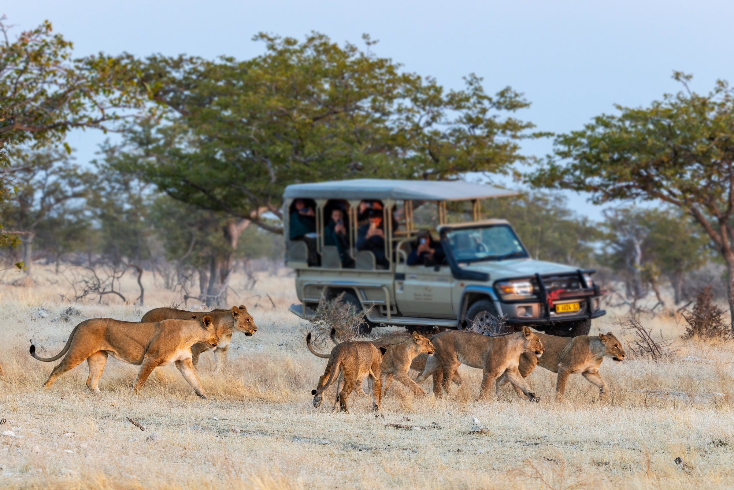 Lions passing an open safari vehicle in Etosha