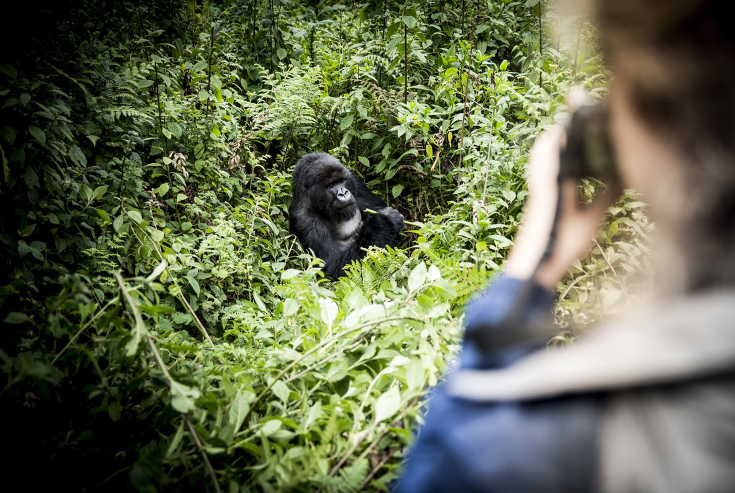 A traveller photographing a mountain gorilla amid forest vegetation in Rwanda.