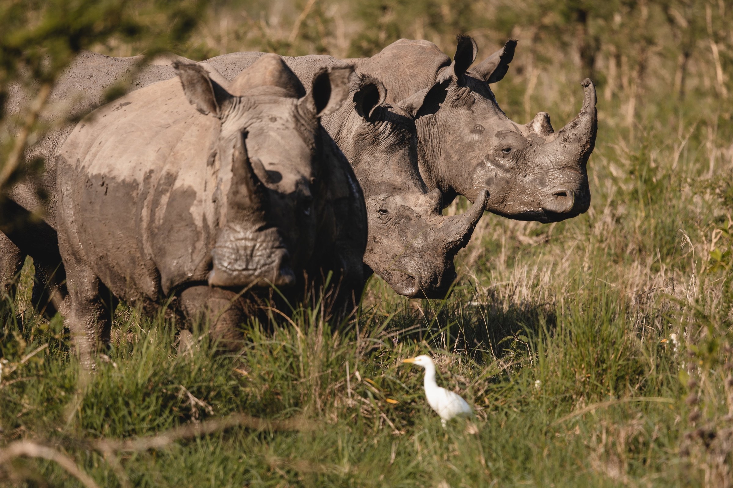Rhinos standing together in grassland in Akagera National Park, Rwanda.