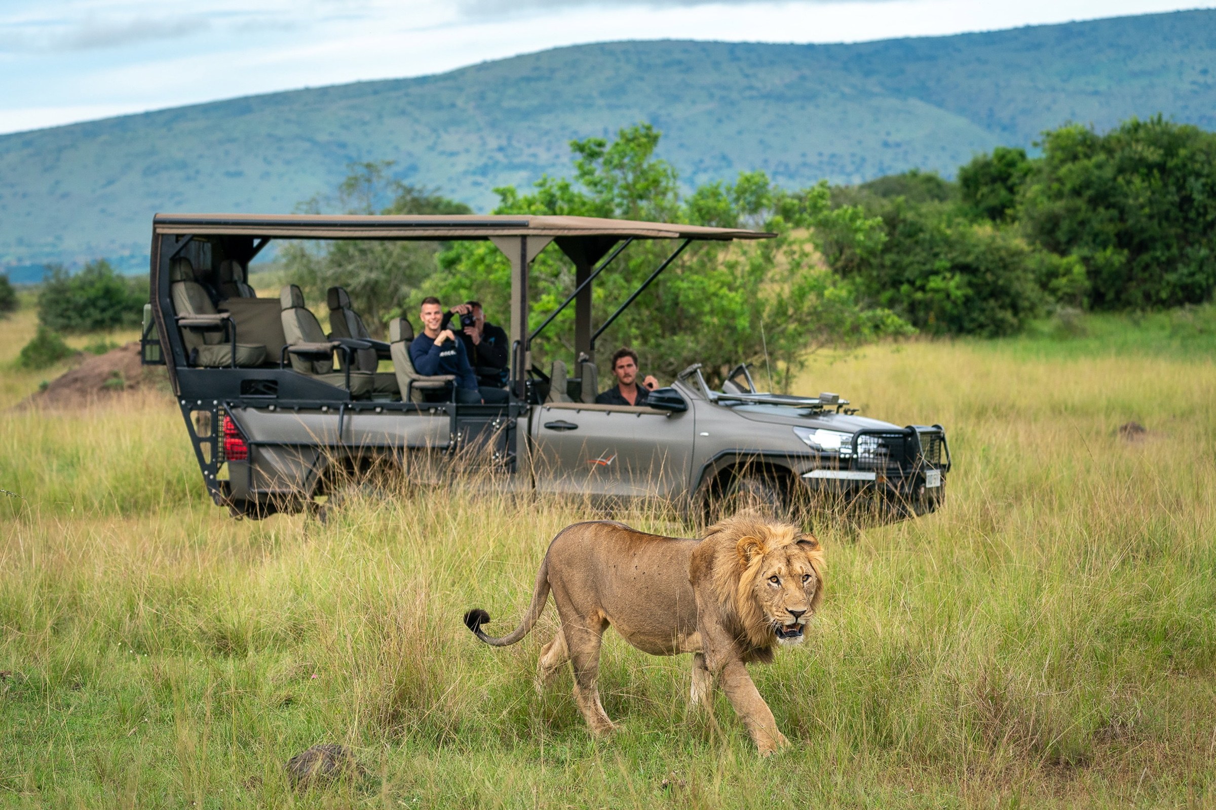 A lion walking beside a safari vehicle in Akagera National Park.