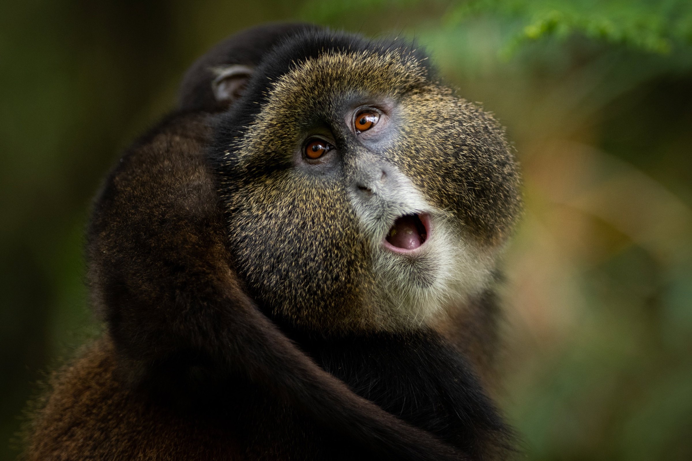 A golden monkey in Rwanda with another monkey behind it