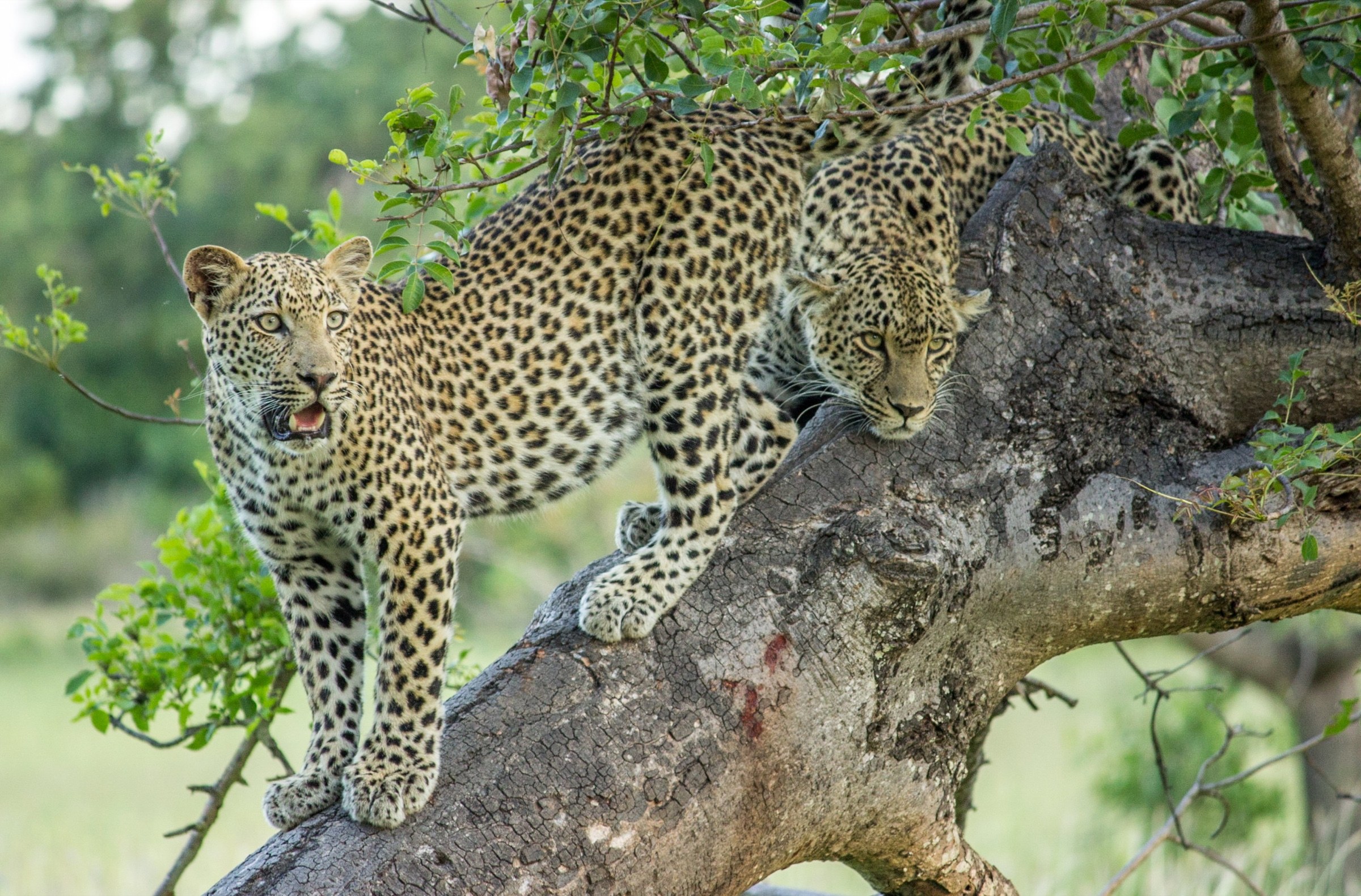 Two leopards resting on the branches of a tree.