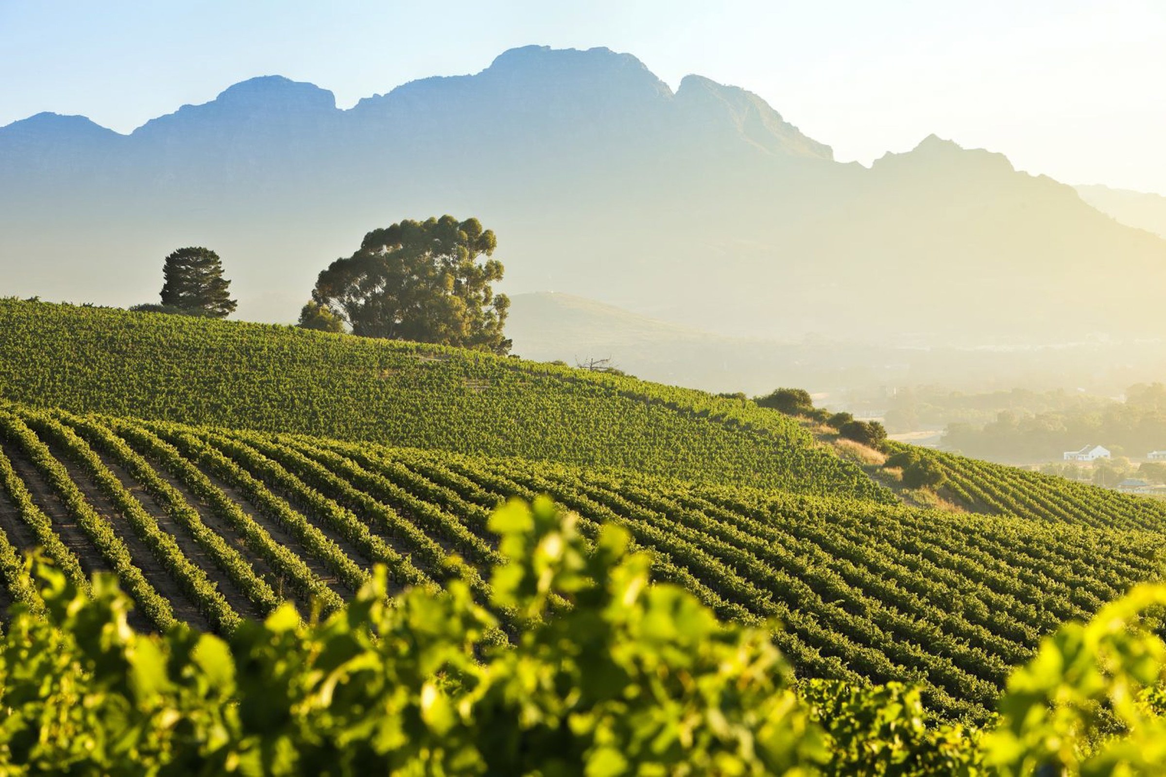 Rows of vines beneath mountains in the Stellenbosch Winelands.