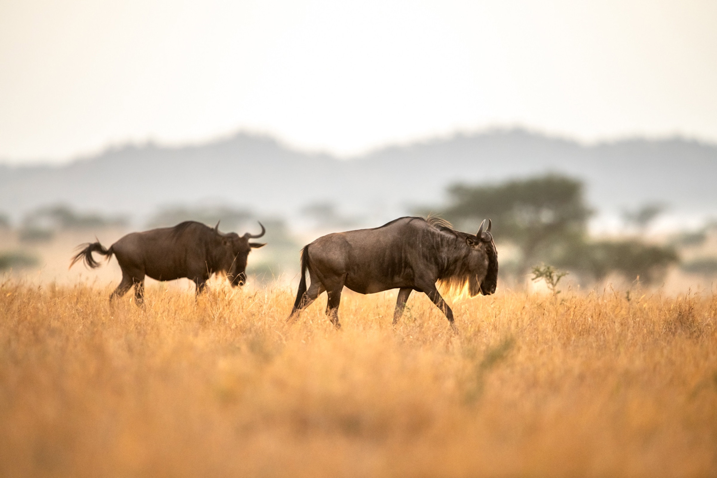 Wildebeest walking through golden grass in the Serengeti, Tanzania.