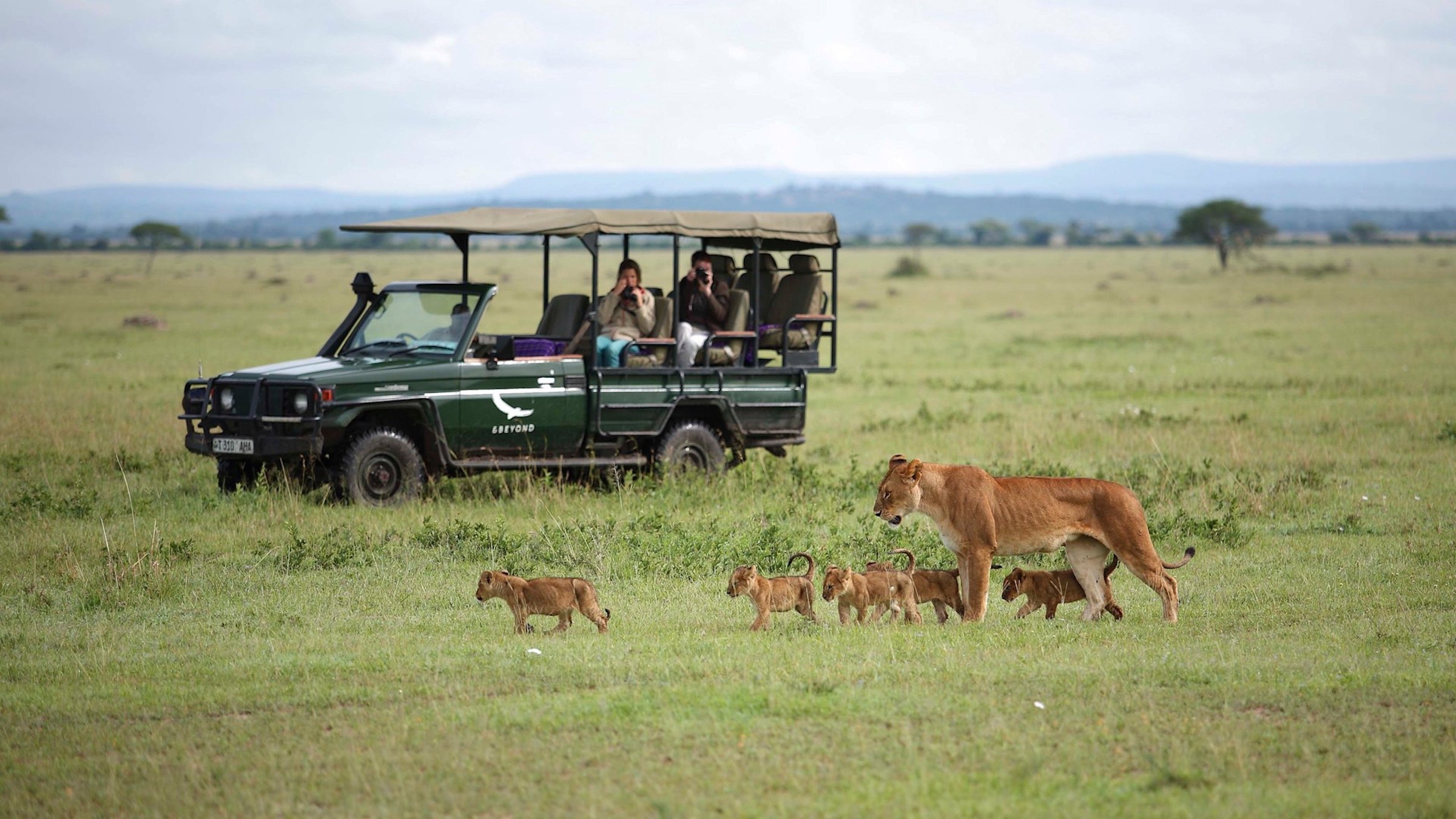 Safari guests watching a lioness and her cubs walk through Serengeti grassland.