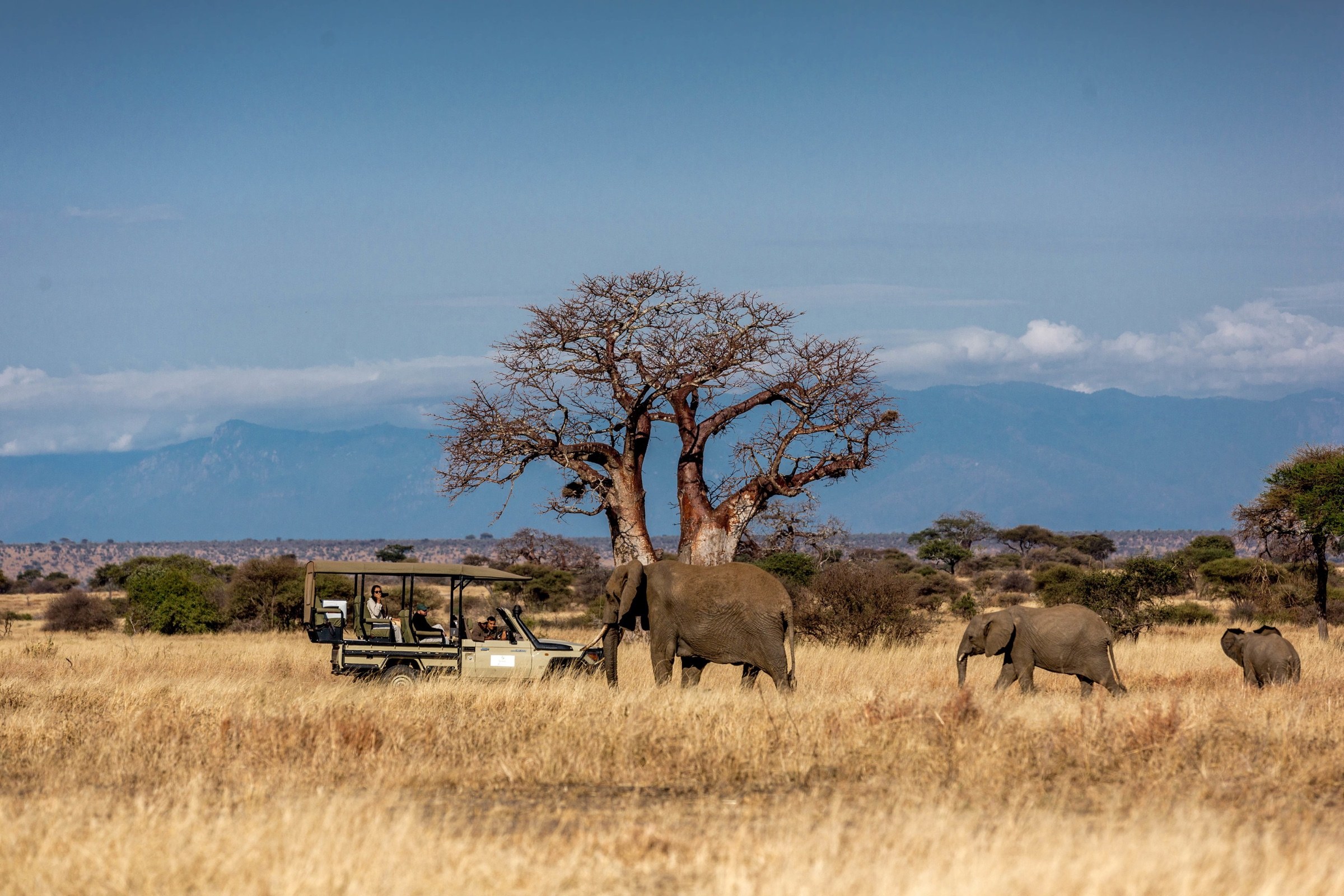 Elephants beside a safari vehicle and a baobab tree in Tarangire National Park.