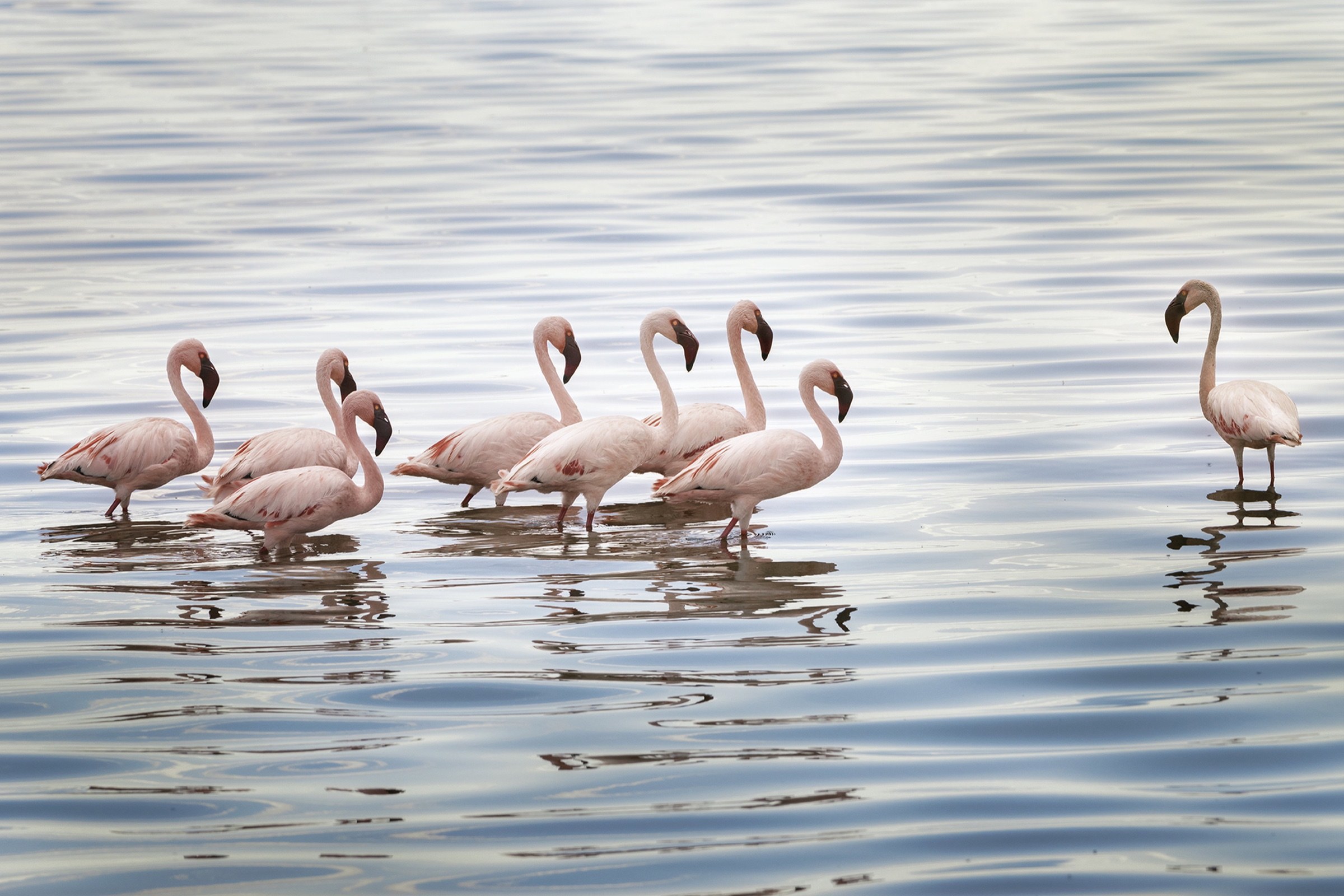 Pink flamingos standing in shallow lake water in the Ndutu area.