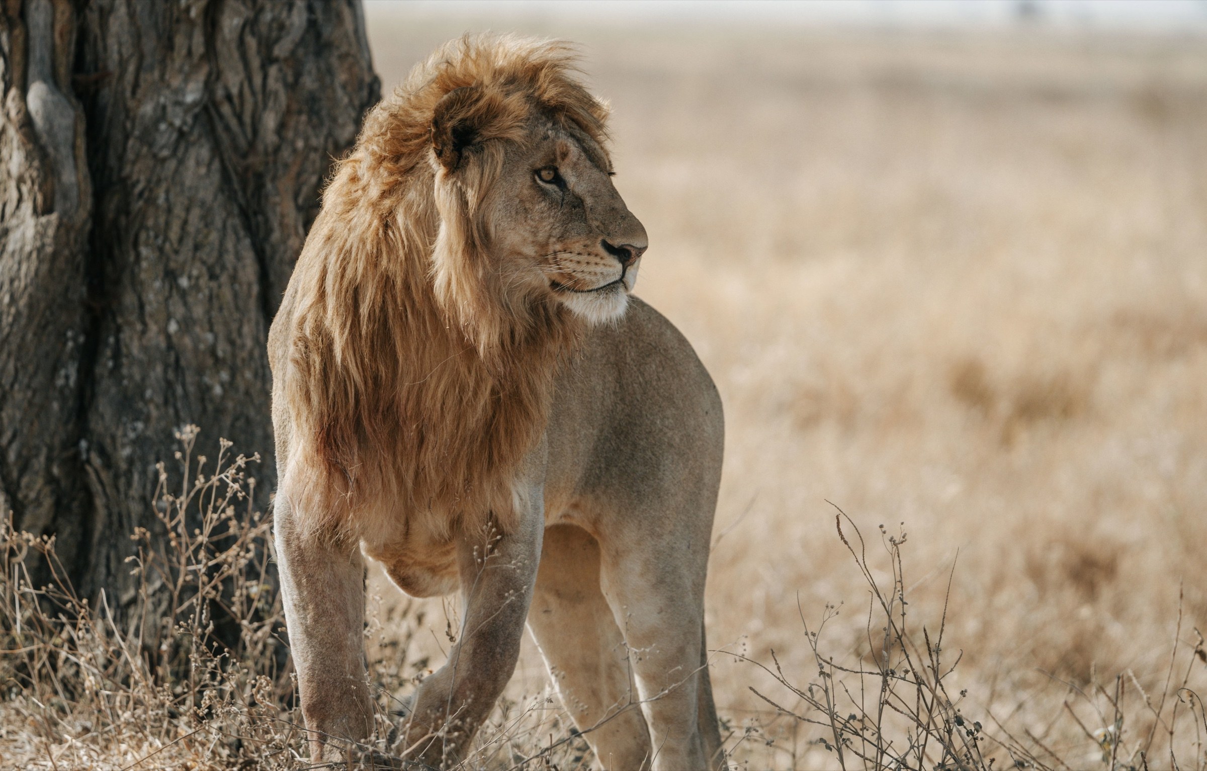 A male lion standing beside a tree in the southern Serengeti ecosystem.