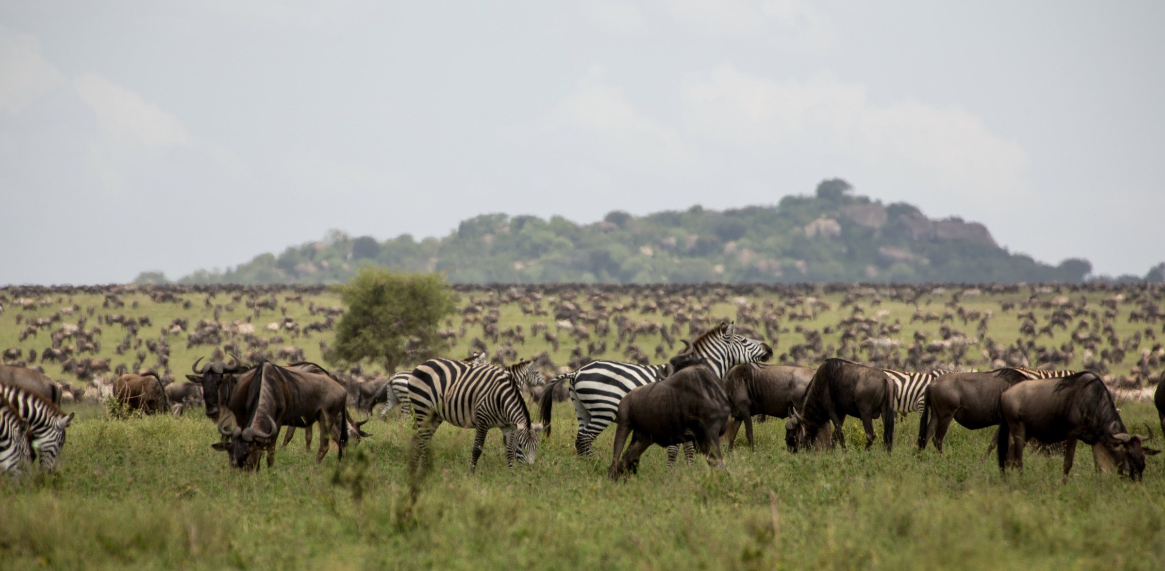 Zebra and wildebeest grazing across the central Serengeti plains.