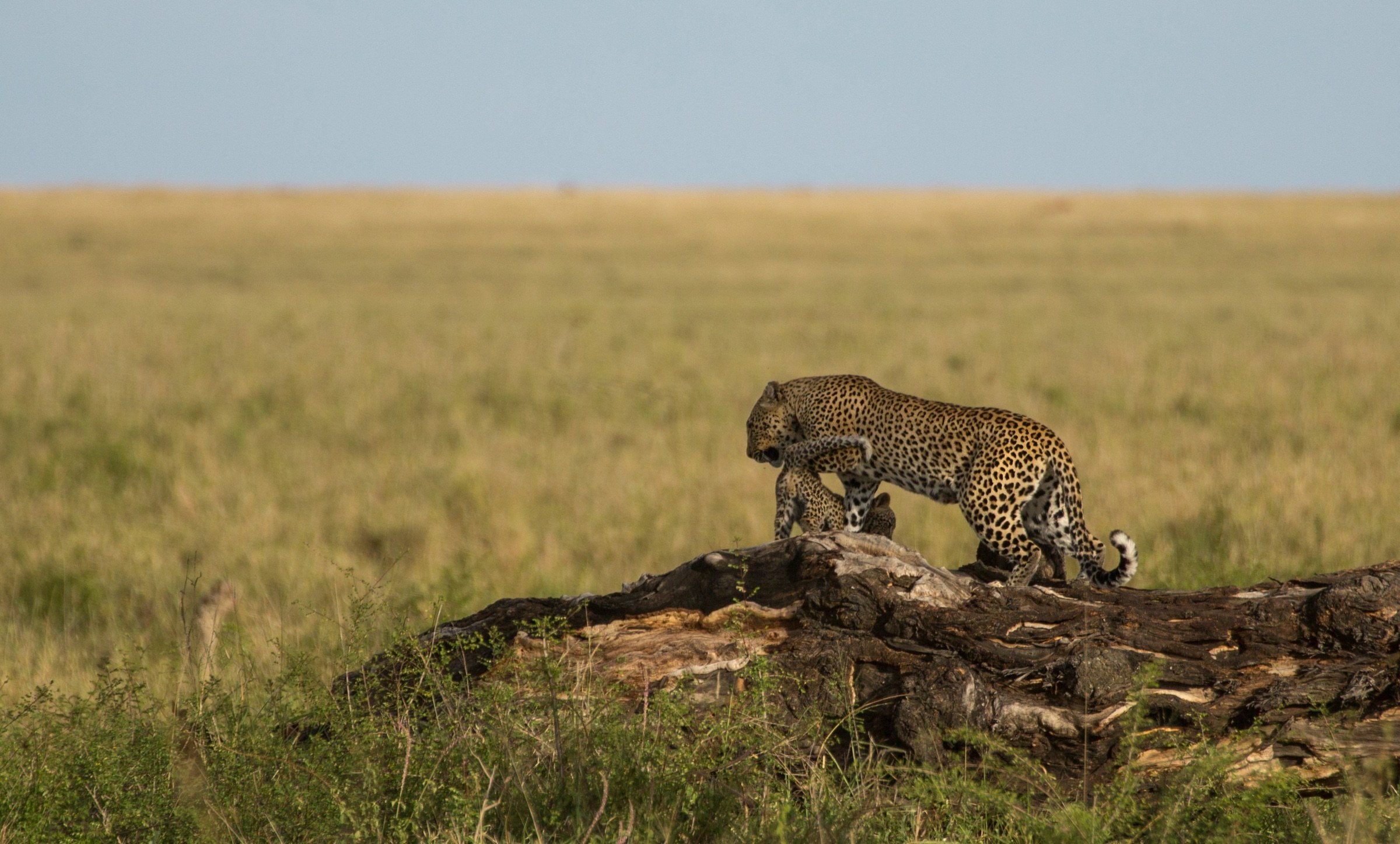 A leopard with a cub on a fallen tree in the central Serengeti.