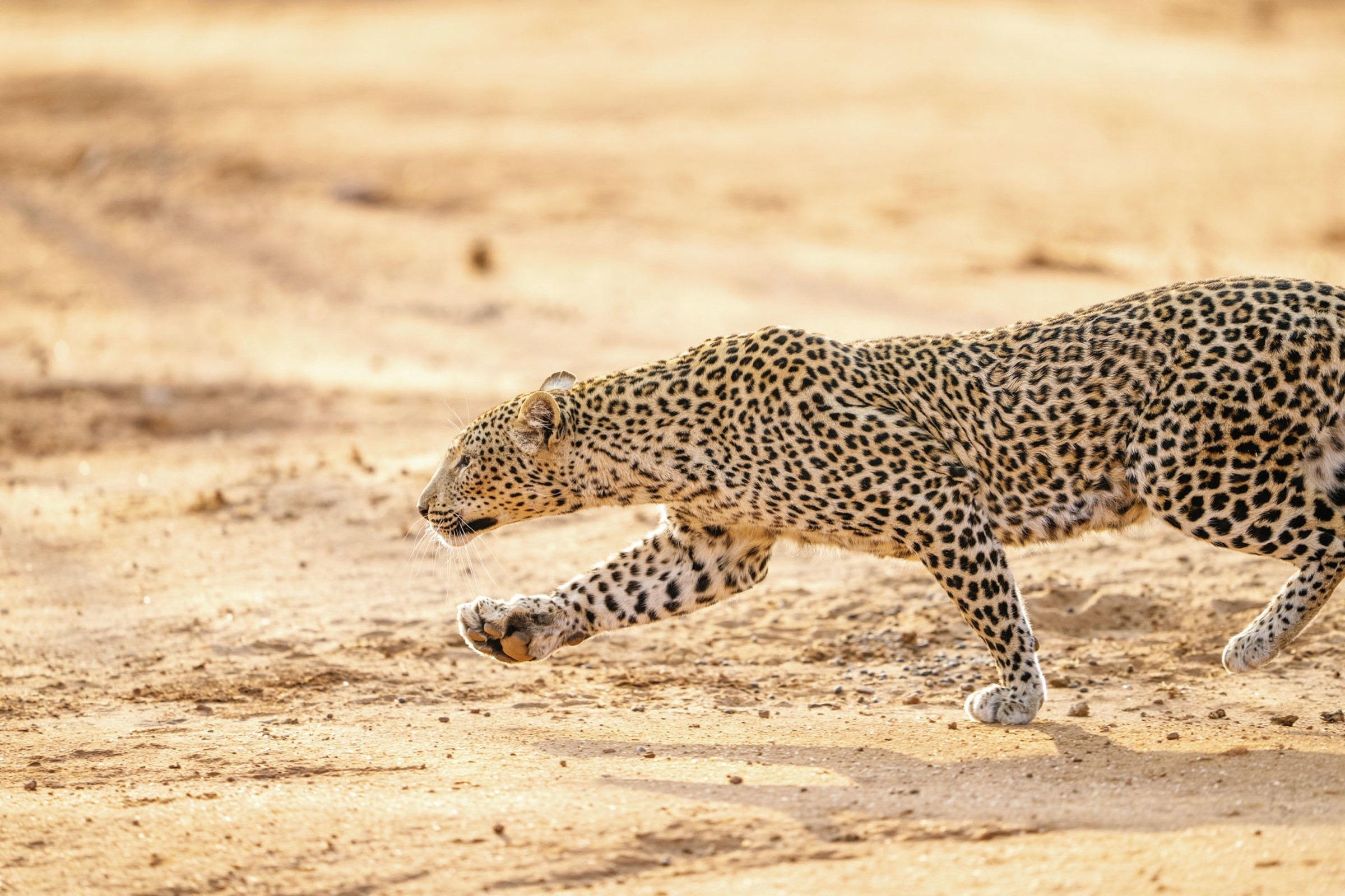 Leopard walking across dry ground in South Luangwa