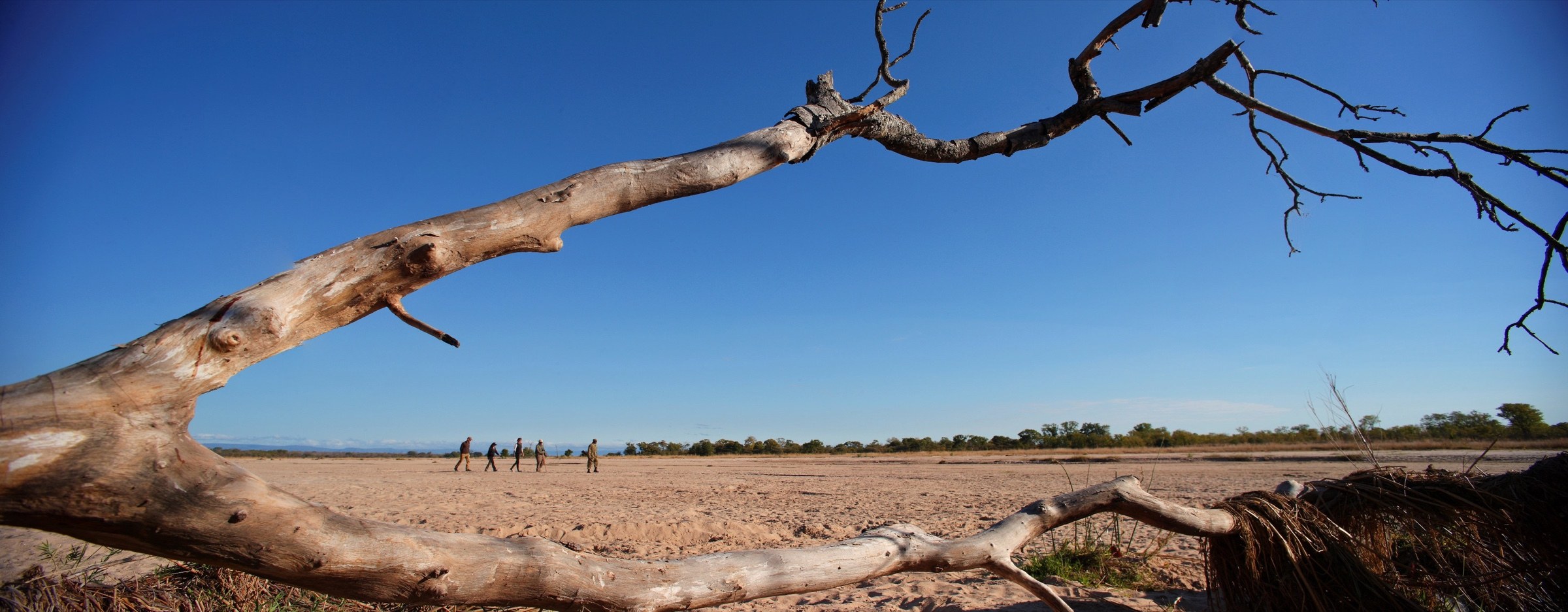 Guided walking safari crossing a dry riverbed in Zambia
