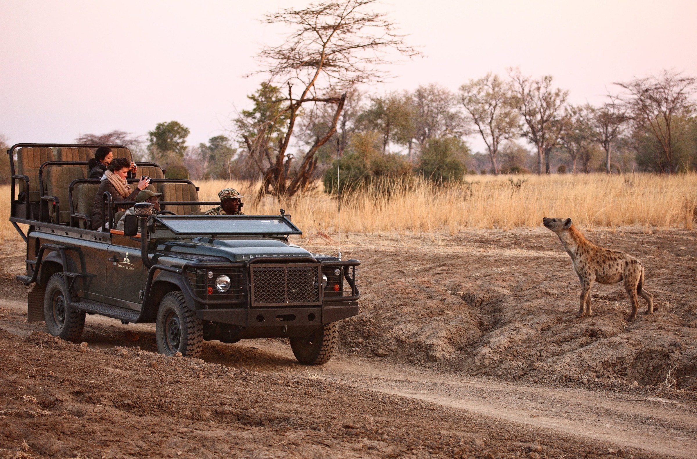 Safari vehicle watching a spotted hyena in South Luangwa
