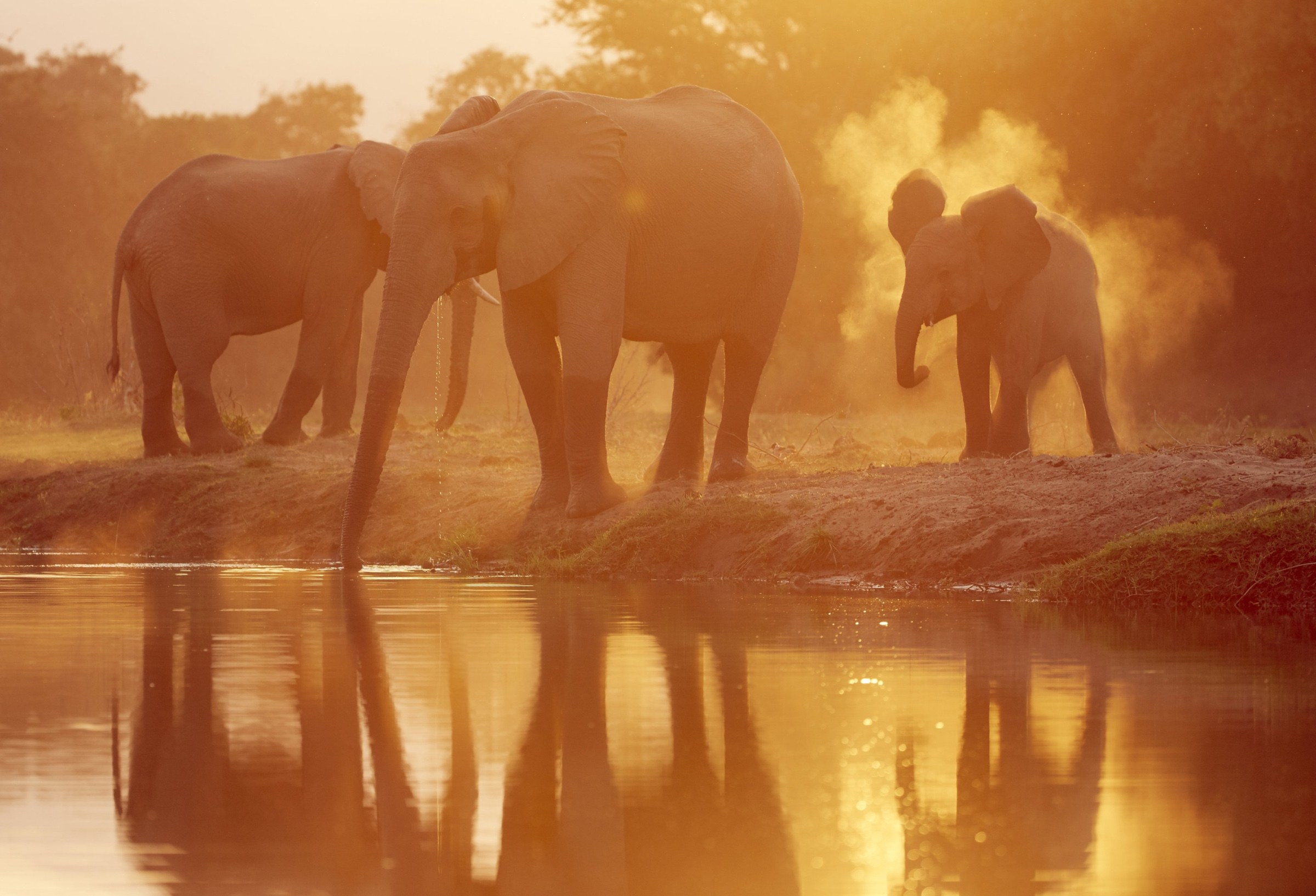 Elephants beside the river at sunset in Zambia