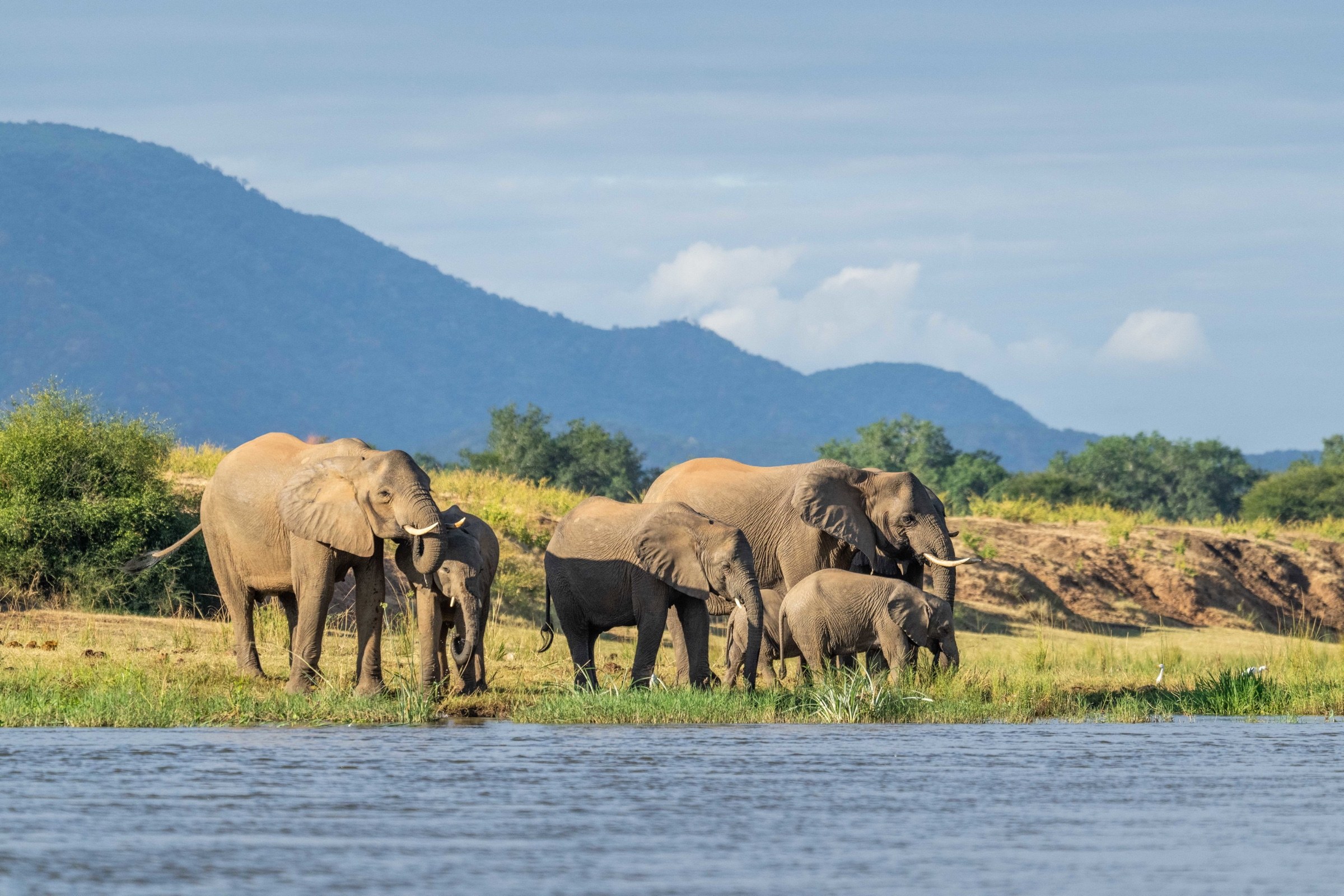 Elephant family beside the water in Zambia