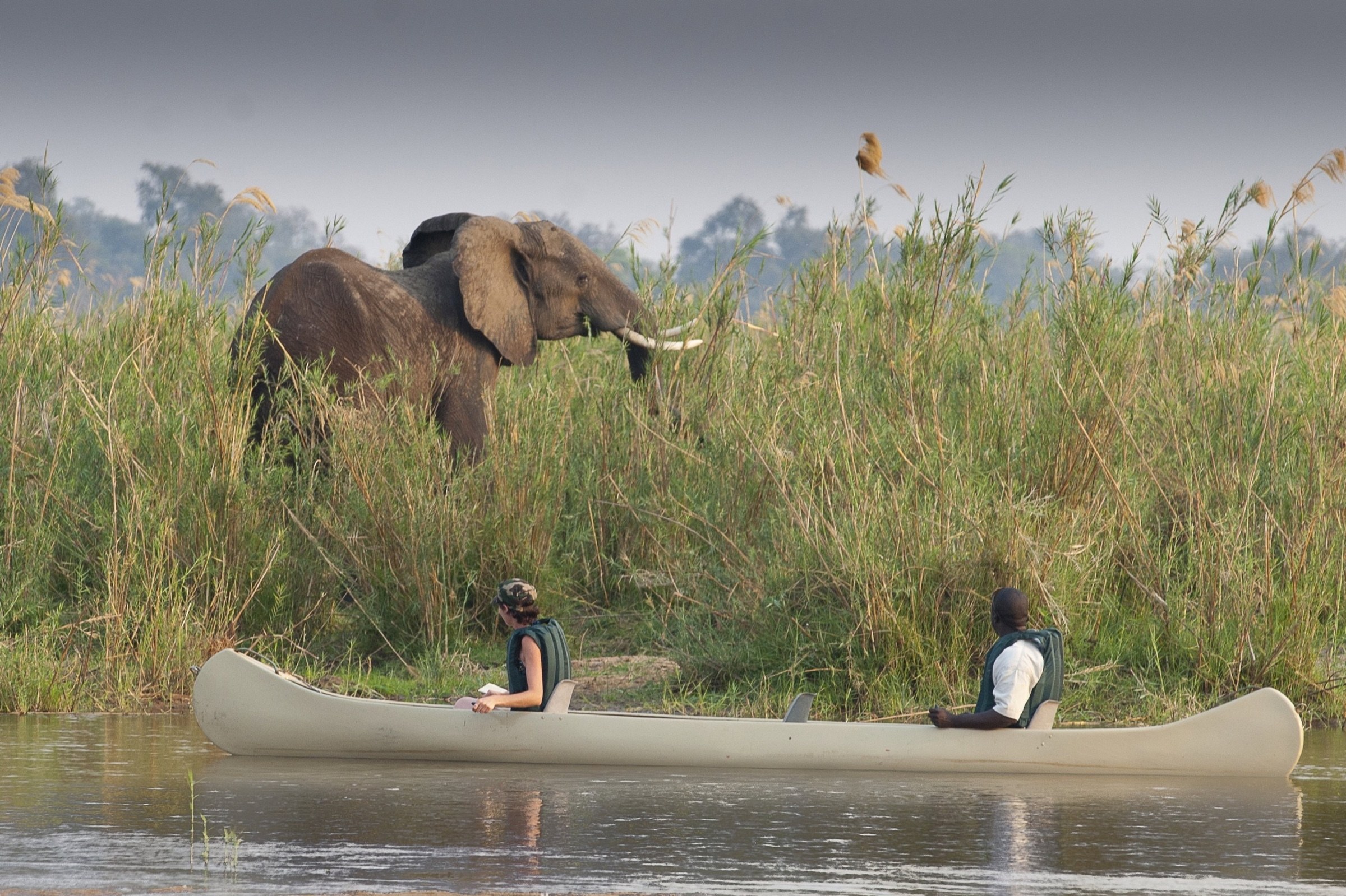Guests canoeing with a guide beside an elephant on the Zambezi River